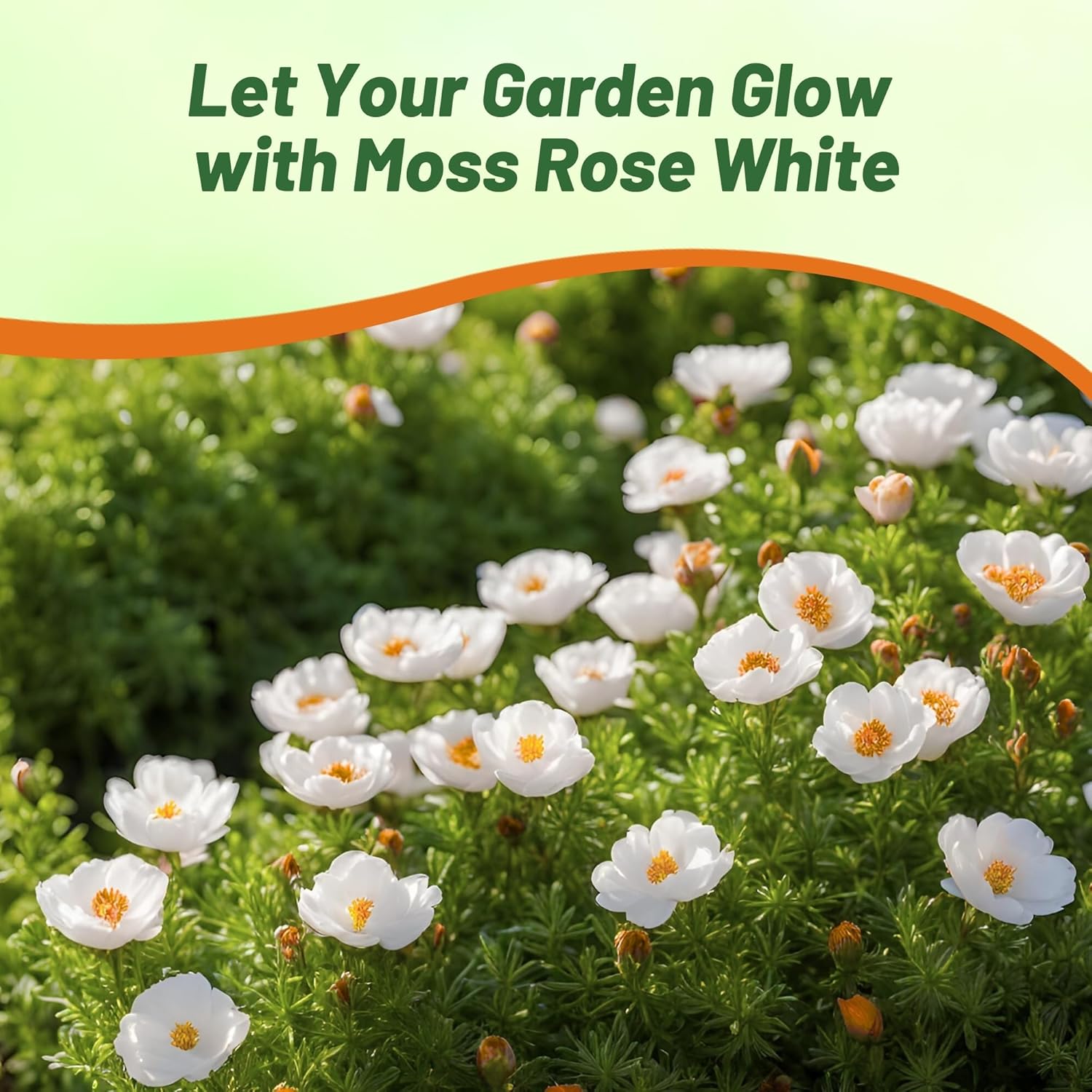 White Portulaca Grandiflora Ground Cover