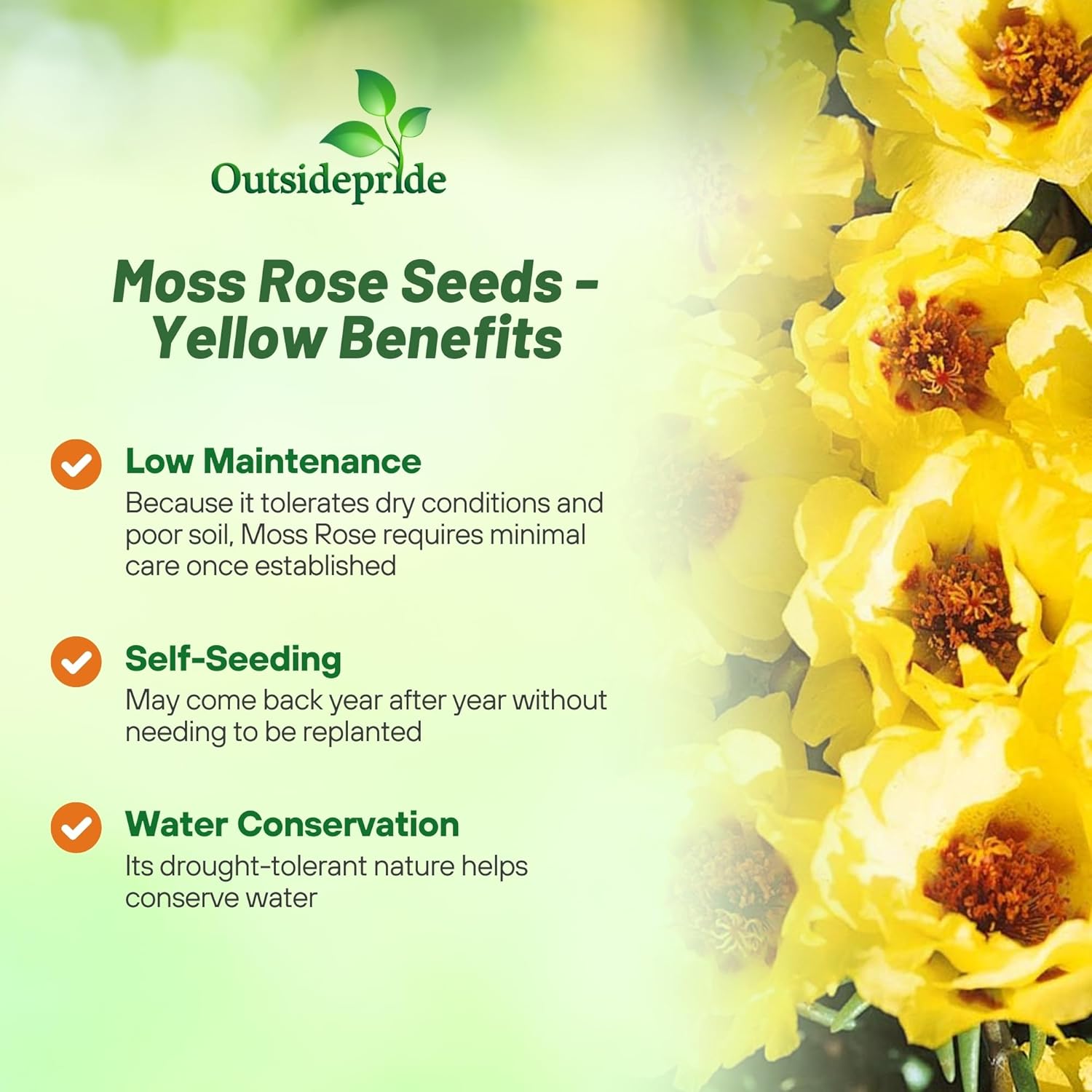 Yellow Moss Rose Ground Cover