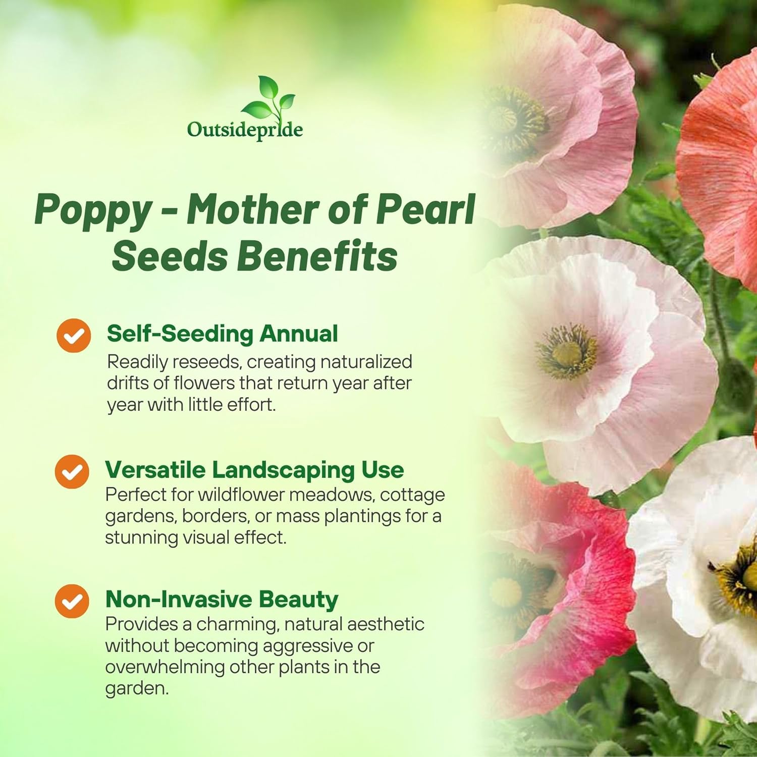 Mother of Pearl Garden Poppy Seeds