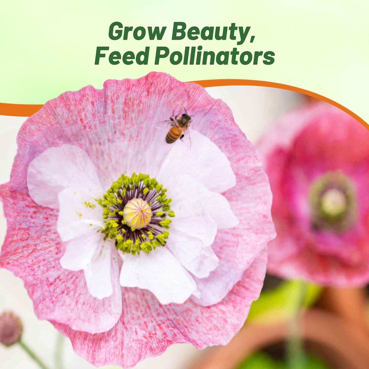 Poppies Mother of Pearl Flower Seeds