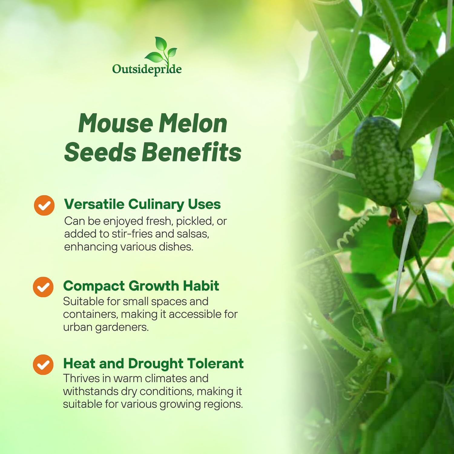 Mouse Melon Cucurbit
