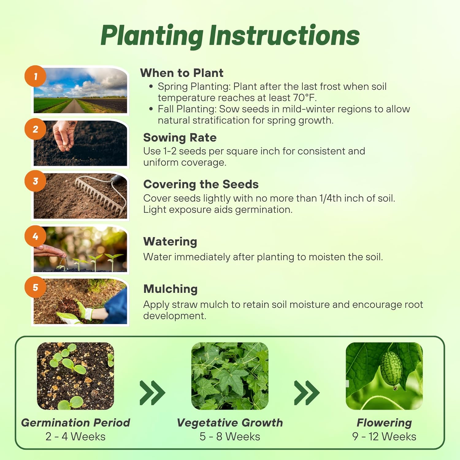 Mouse Melon Fruit Seed Planting Directions