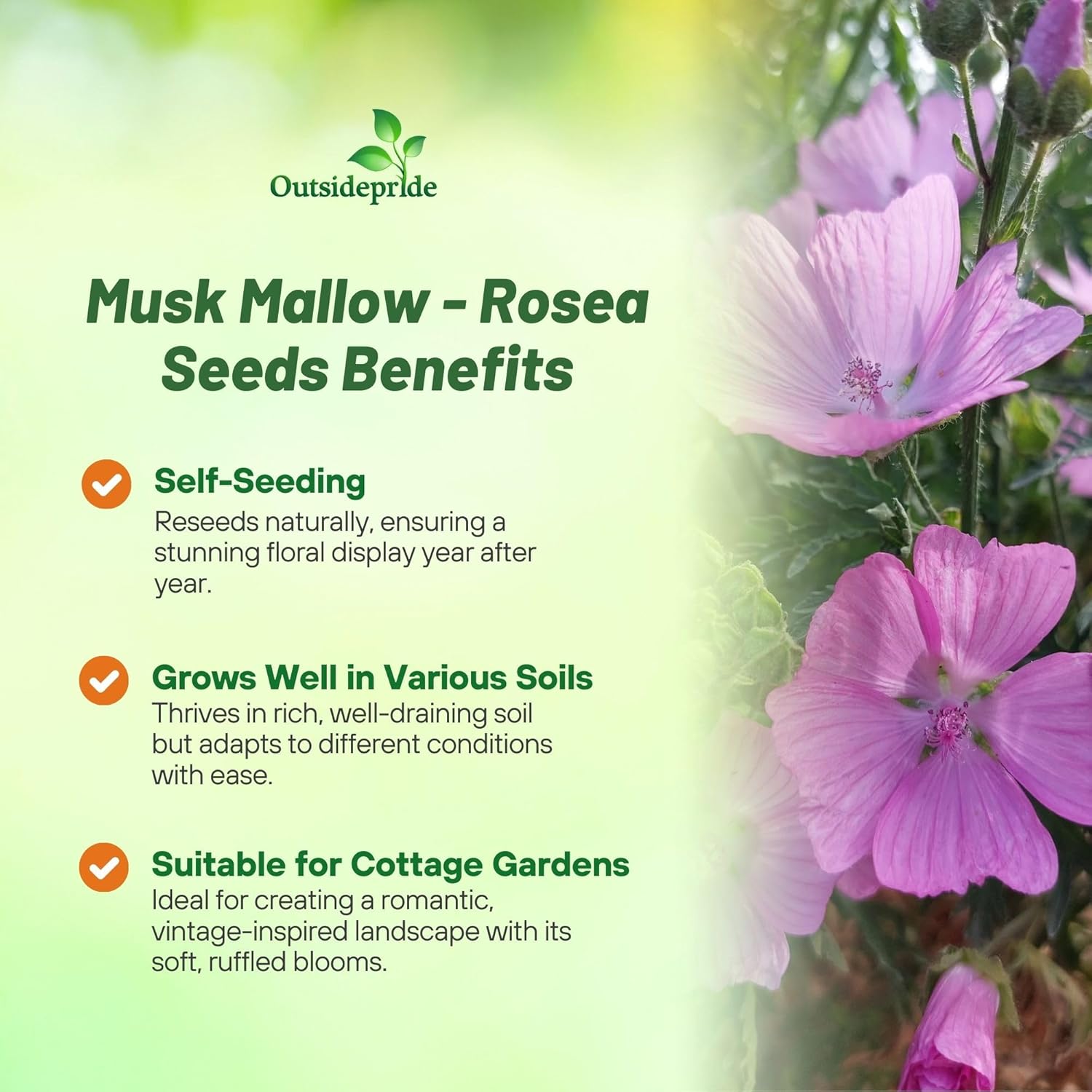 Musk Mallow Rose Flower Garden