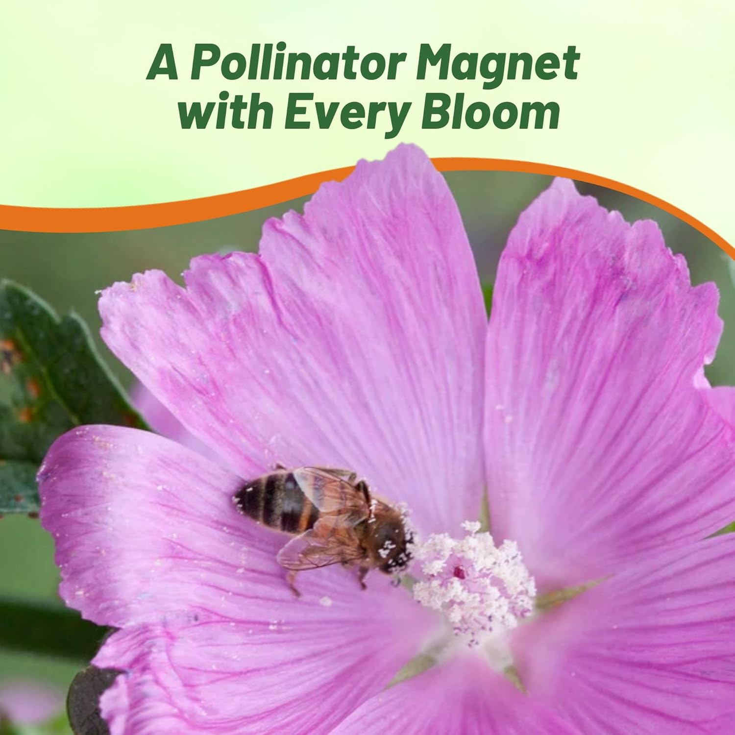 Perennial Rose Musk Mallow Flower Garden