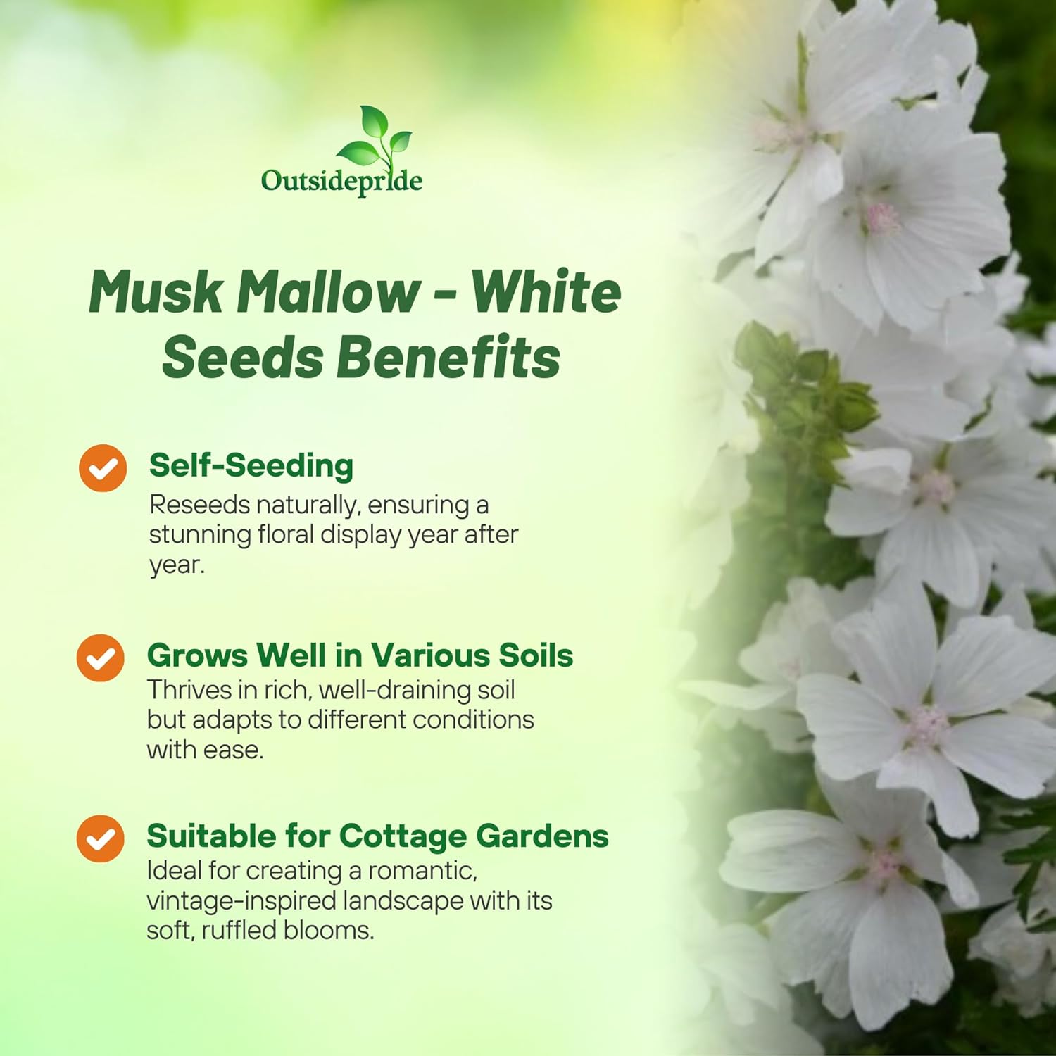 White Hollyhock Flower Seeds