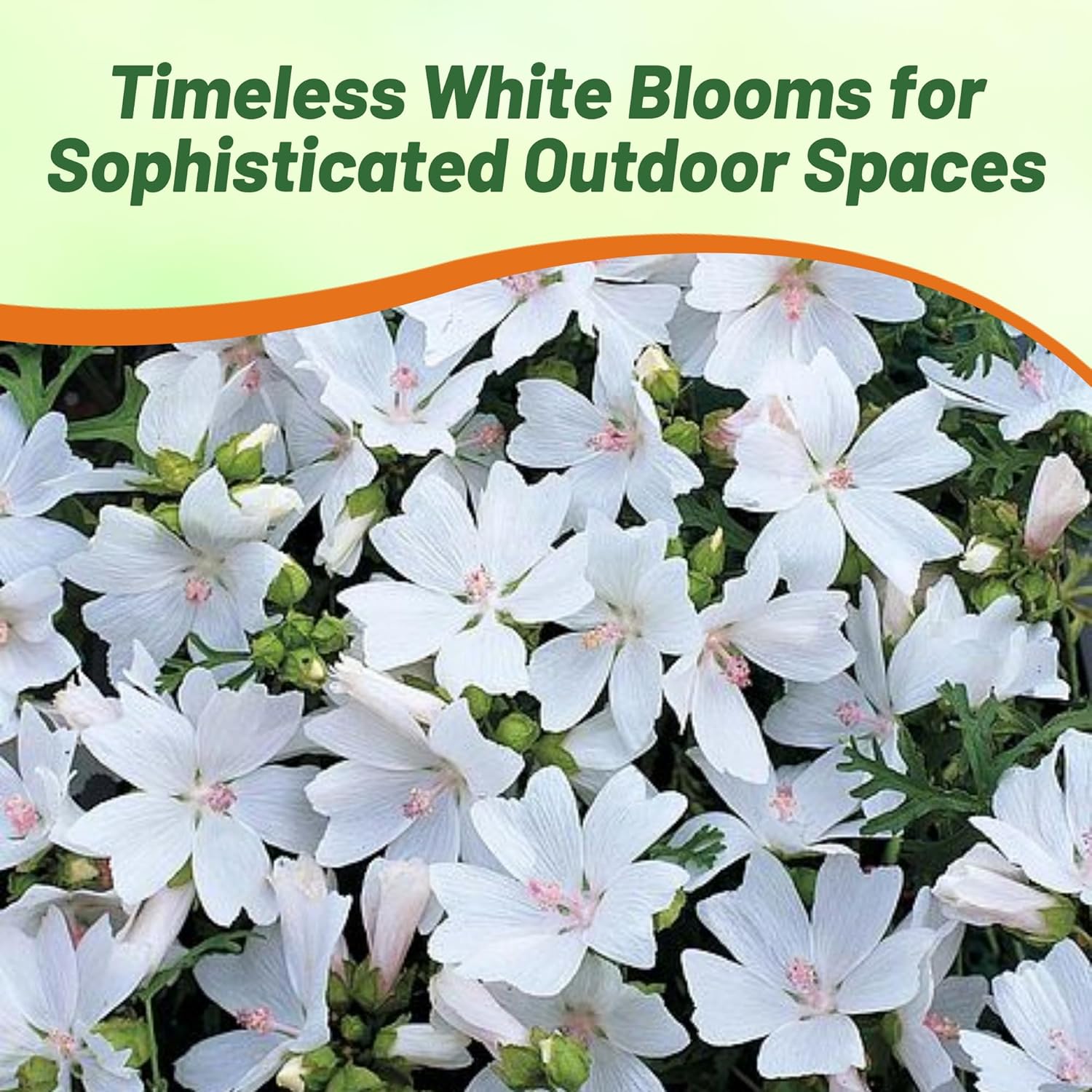 Malva Musk Mallow Flower Seeds