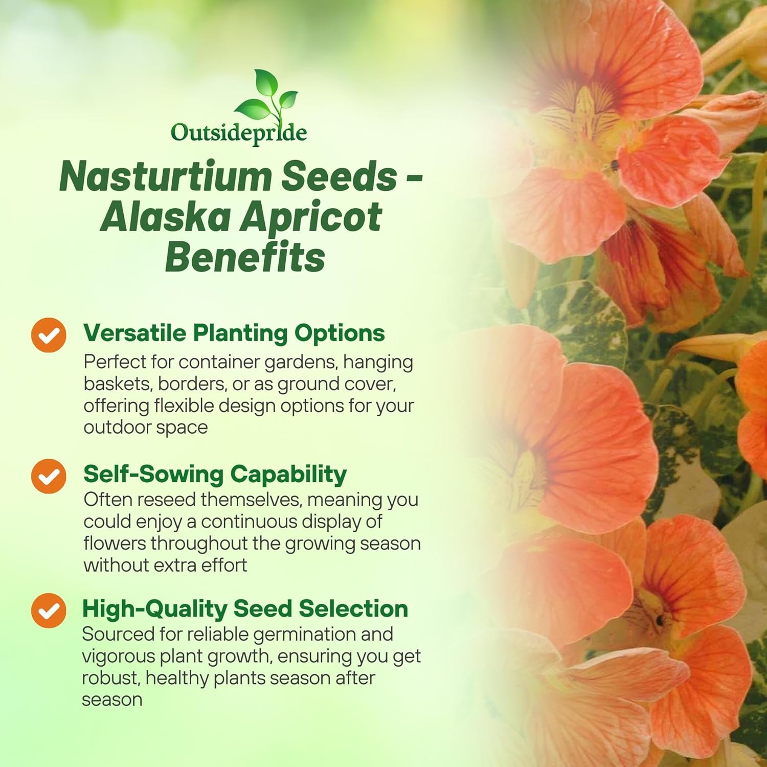 Nasturtium Alaska Apricot Vine Seeds