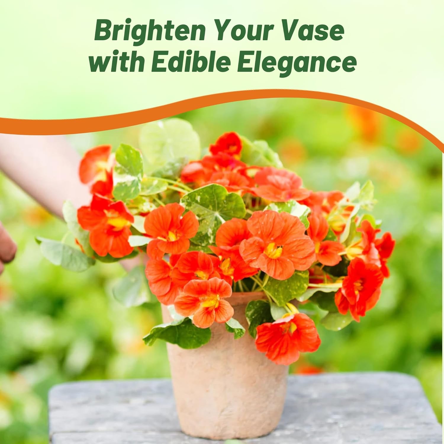 Nasturtium Alaska Apricot Container Plant
