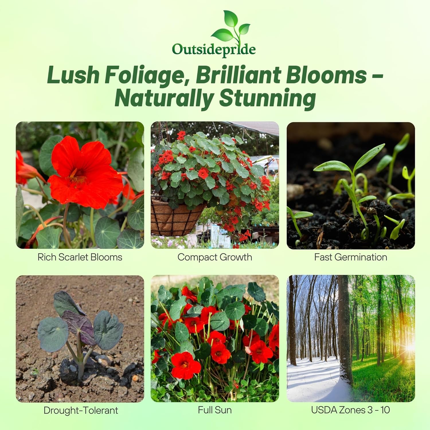 Tropaeolum majus Empress of India