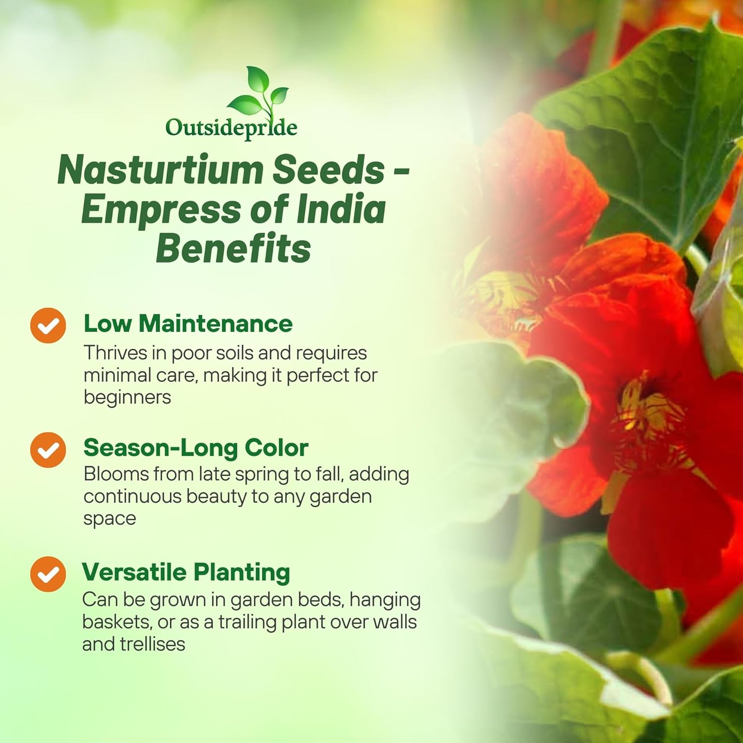 Nasturtium Empress of India Seeds