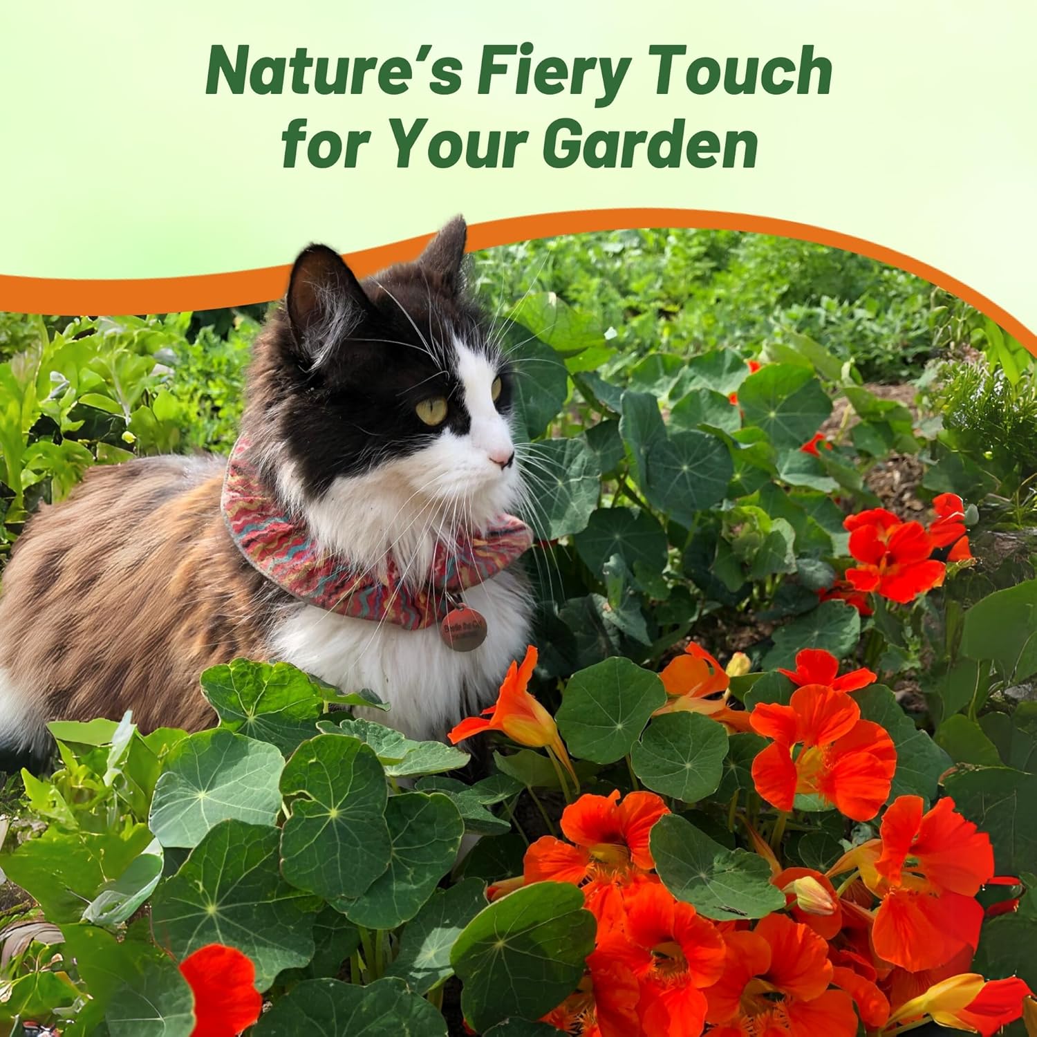 Nasturtium Empress of India Bush