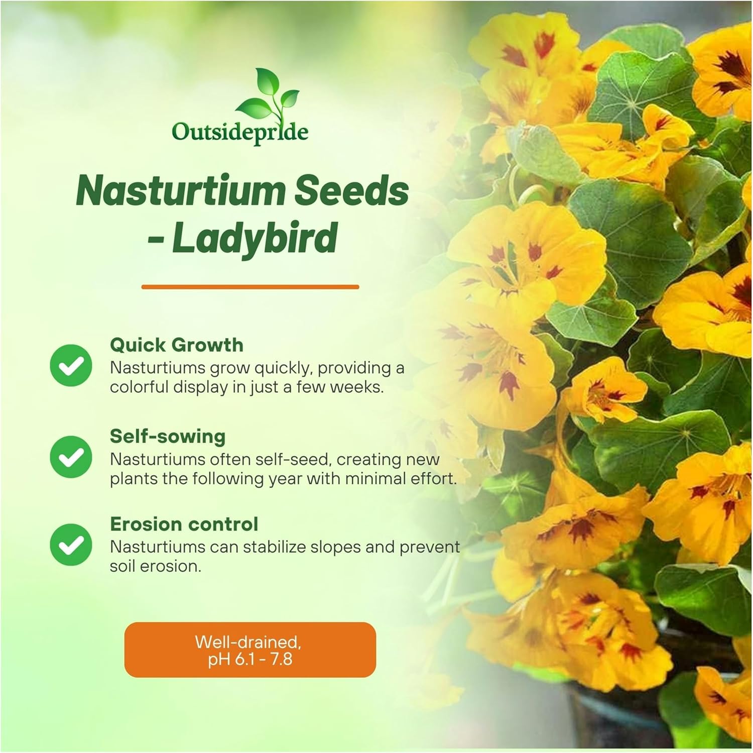 Nssturtium Ladybird Yellow Flowers