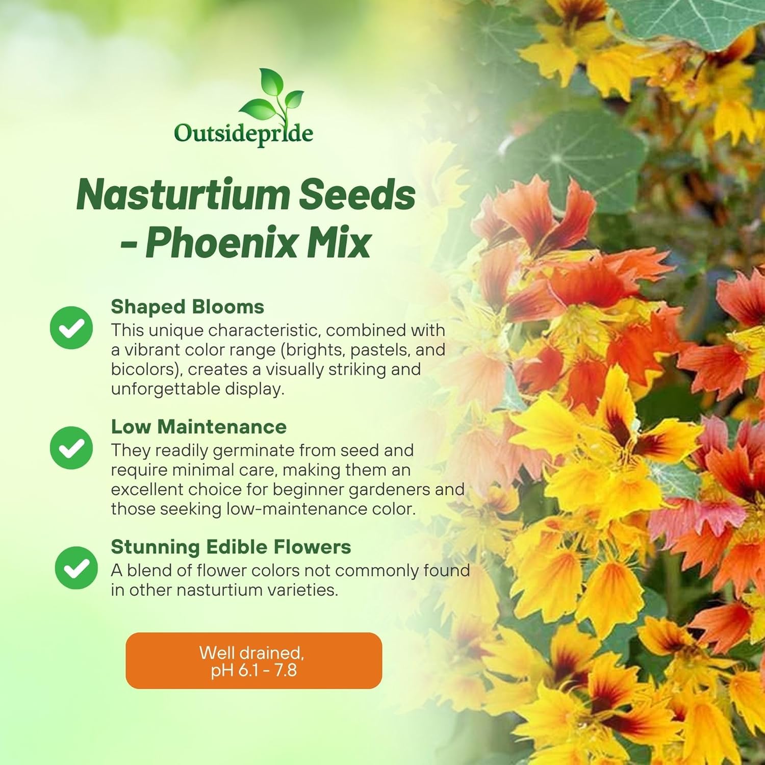 Nasturtium Phoenix Vine Seeds