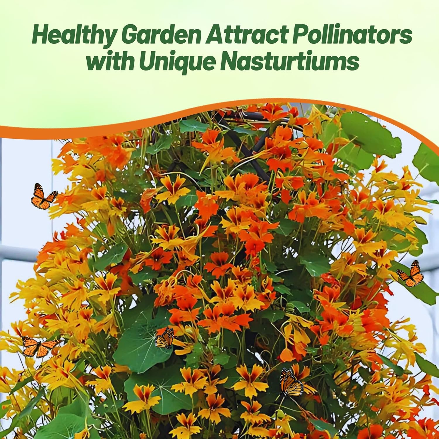 Nasturtium Phoenix Flowering Vine