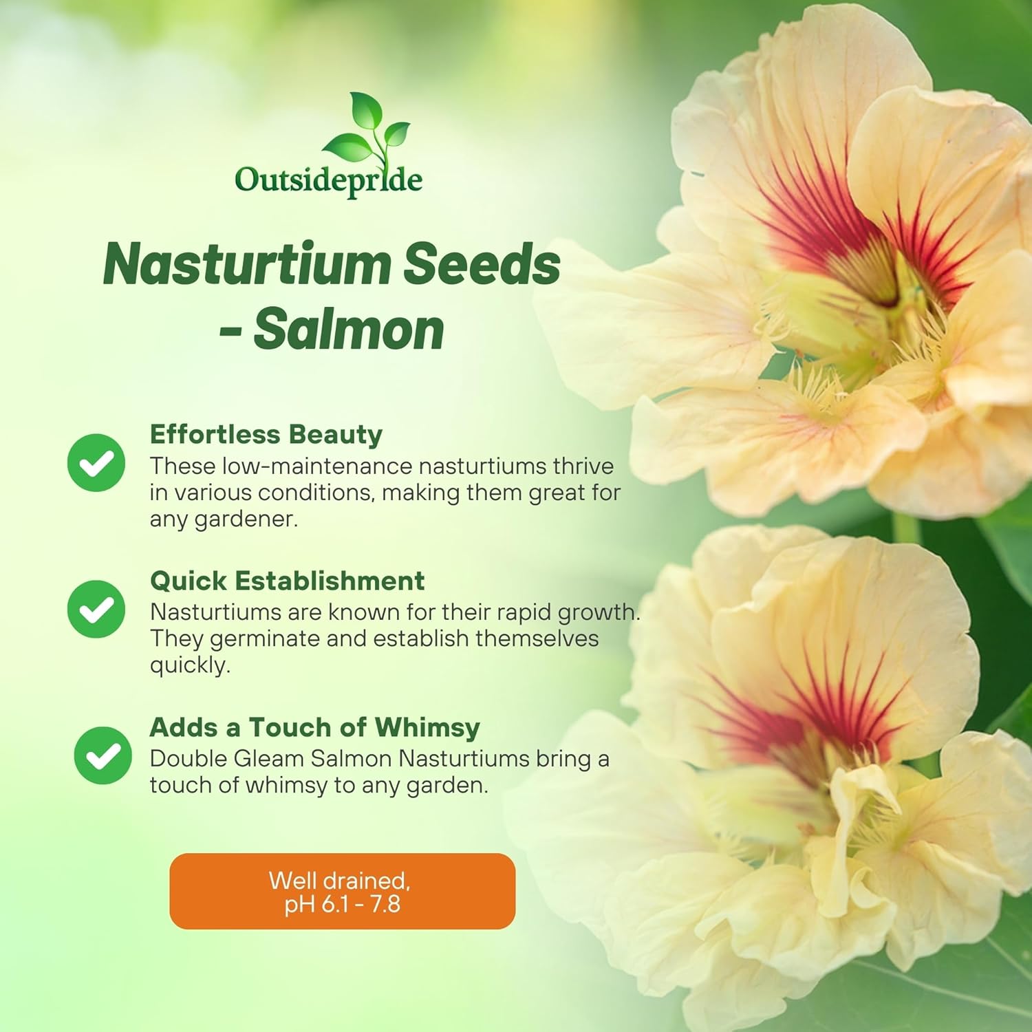 Nasturtium Salmon Garden Flowers