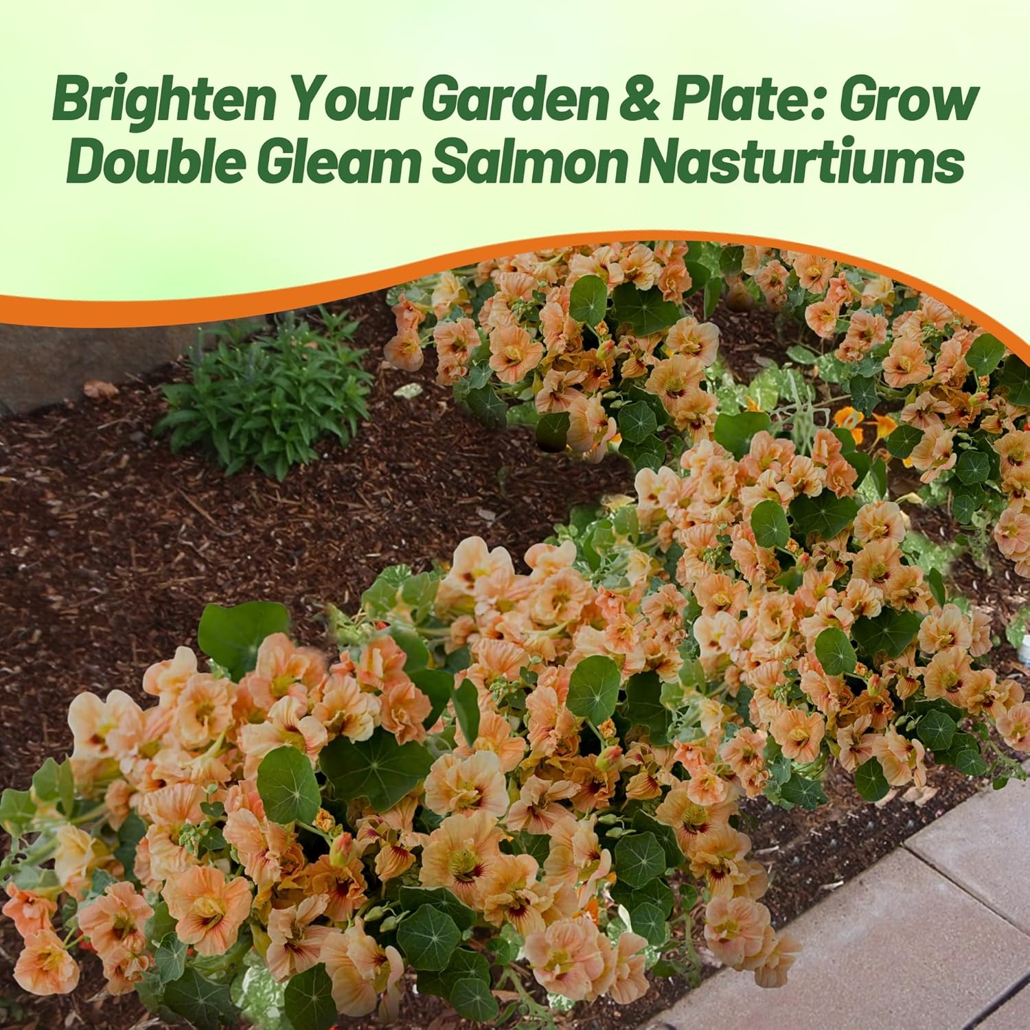 Nasturtium Double Salmon Flower Bed