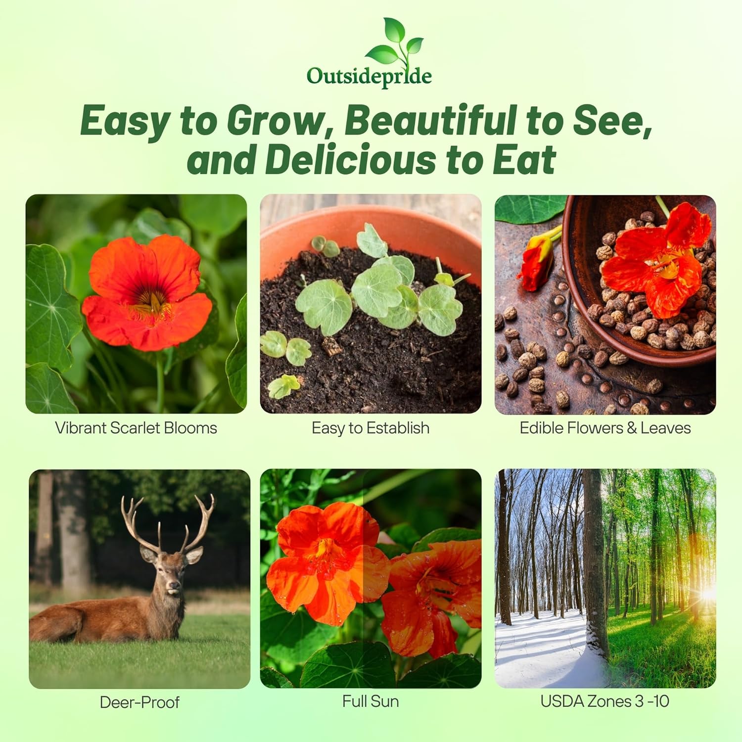 Nasturtium Double Gleam Scarlet Planting Directions