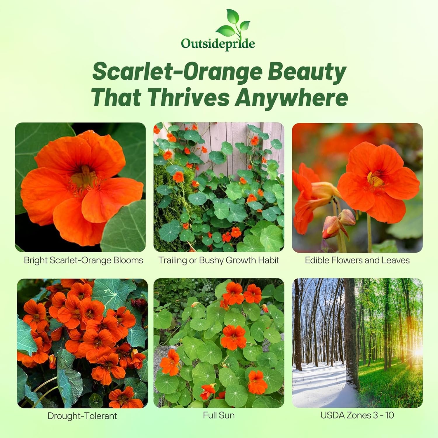 Annual Nasturtium Spitfire Seeds
