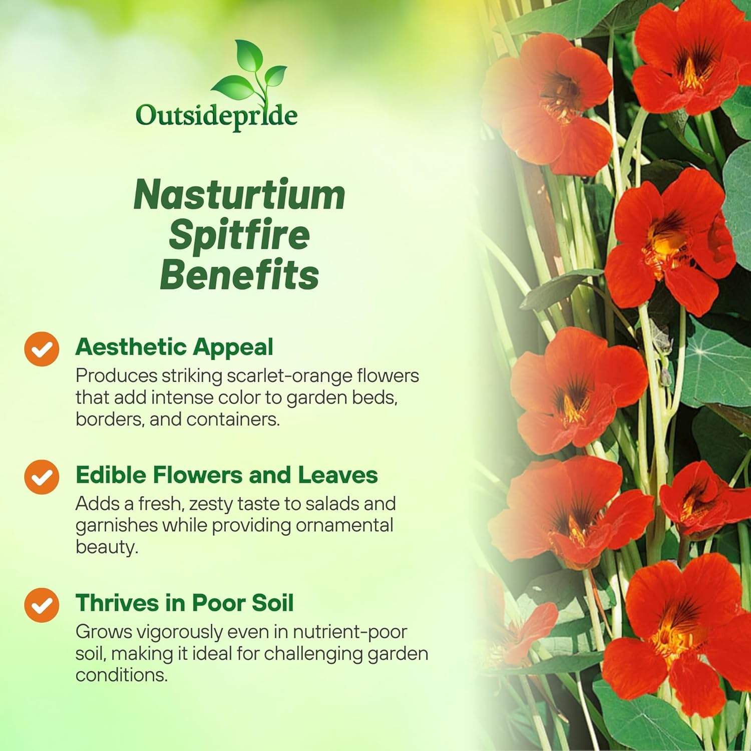 Tropaeolum Lobbianum Spitfire