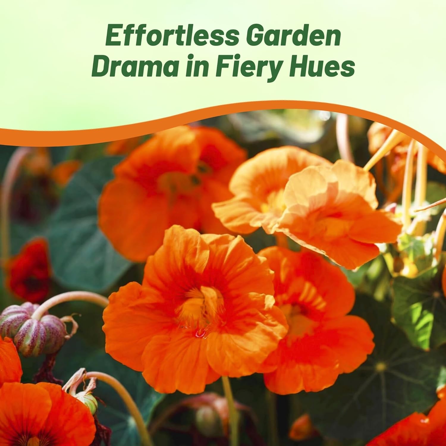 Nasturtium Spitfire Flower Garden