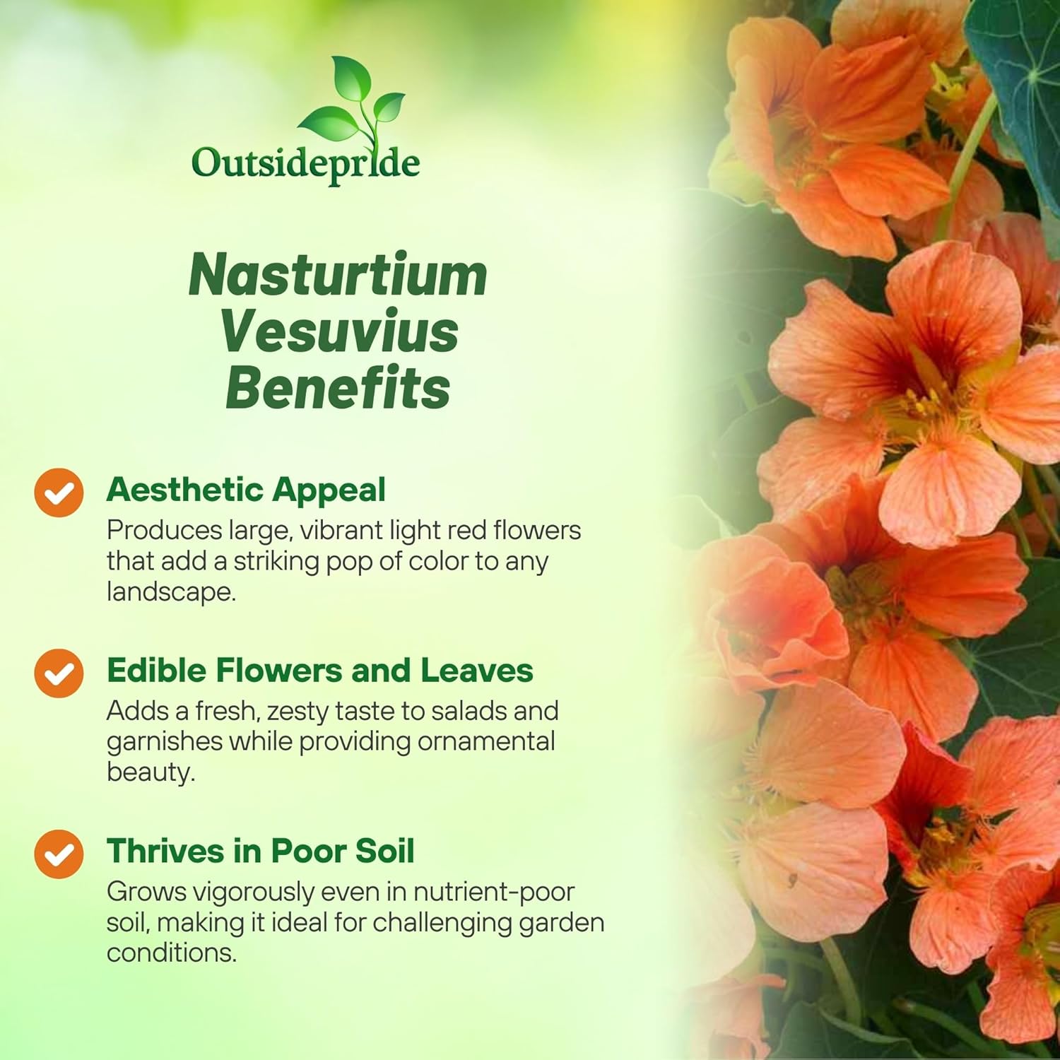 Nasturtium Vesuvius Flower Seeds