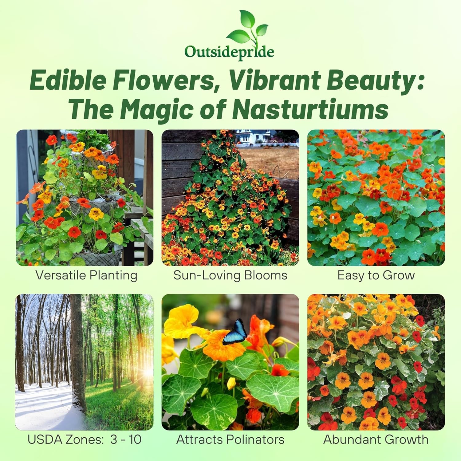 Nasturtium Zanzibar Planter Box