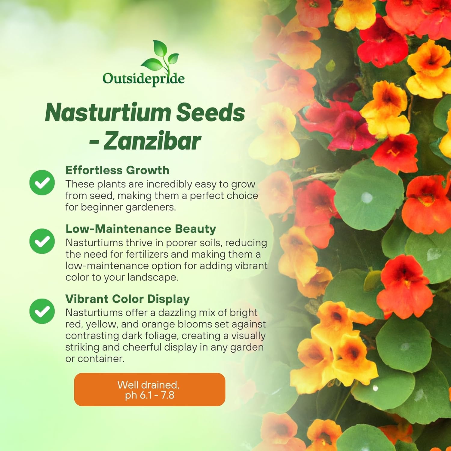 Nasturtium Zanzibar Container Plant