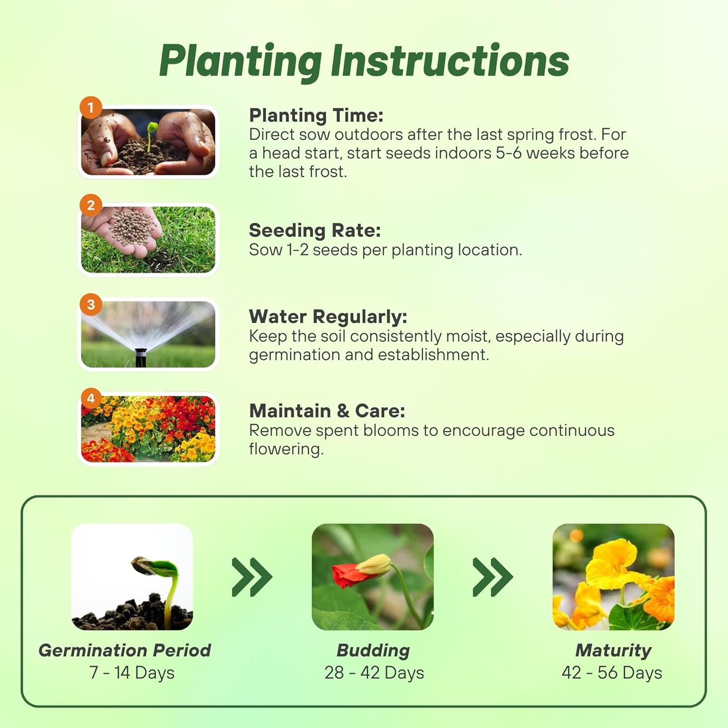Nasturtium Zanzibar Planting Directions