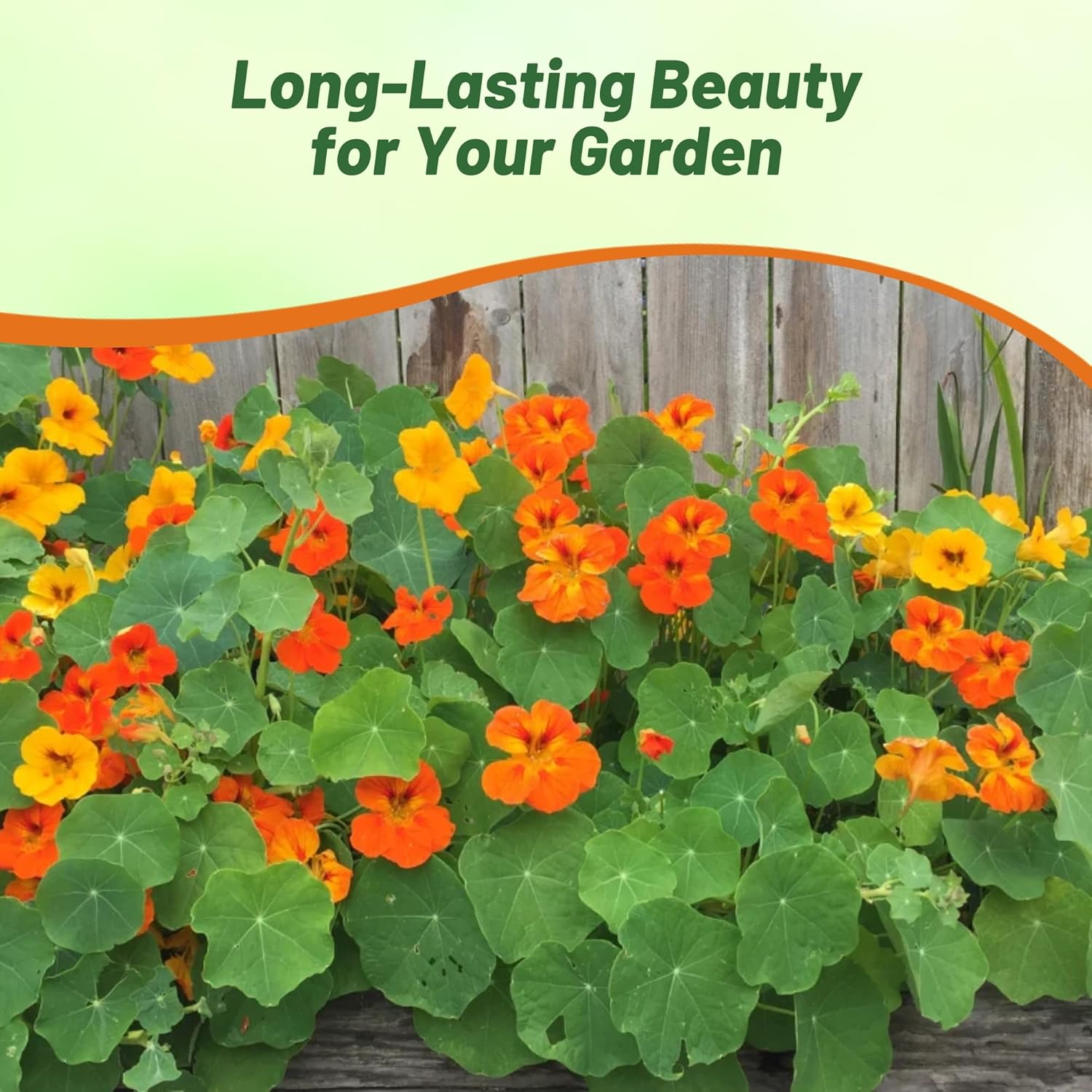 Nasturtium Zanzibar Flower Garden