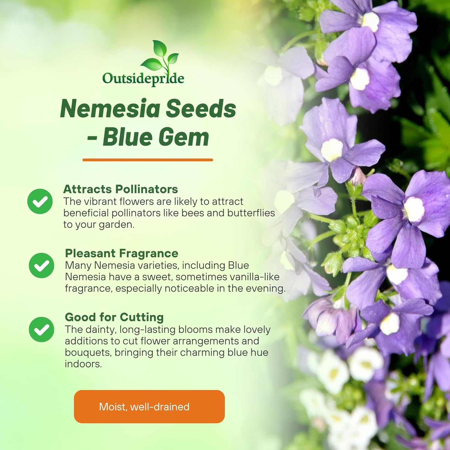 Nemesia Blue Cottage Garden