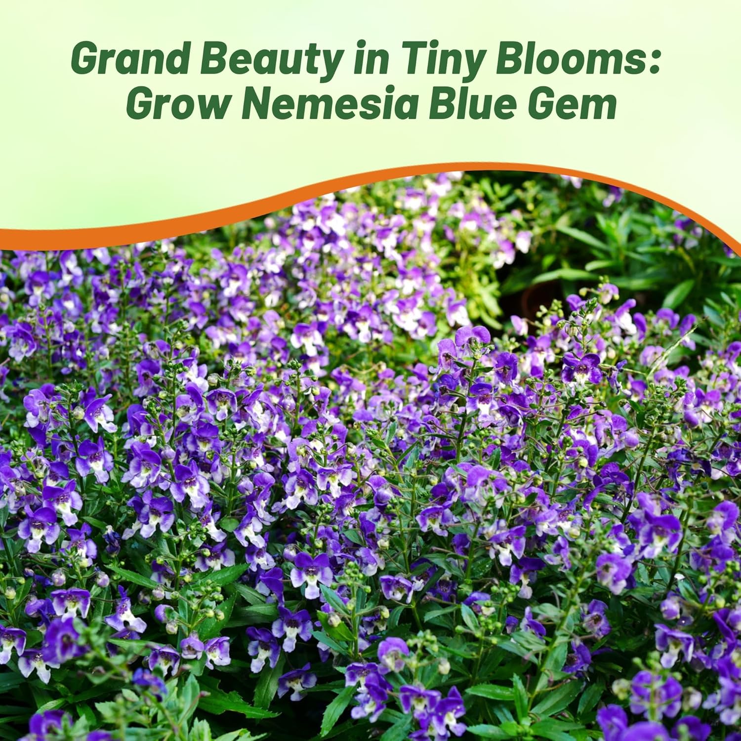 Heat Tolerant Nemesia Blue Flowers