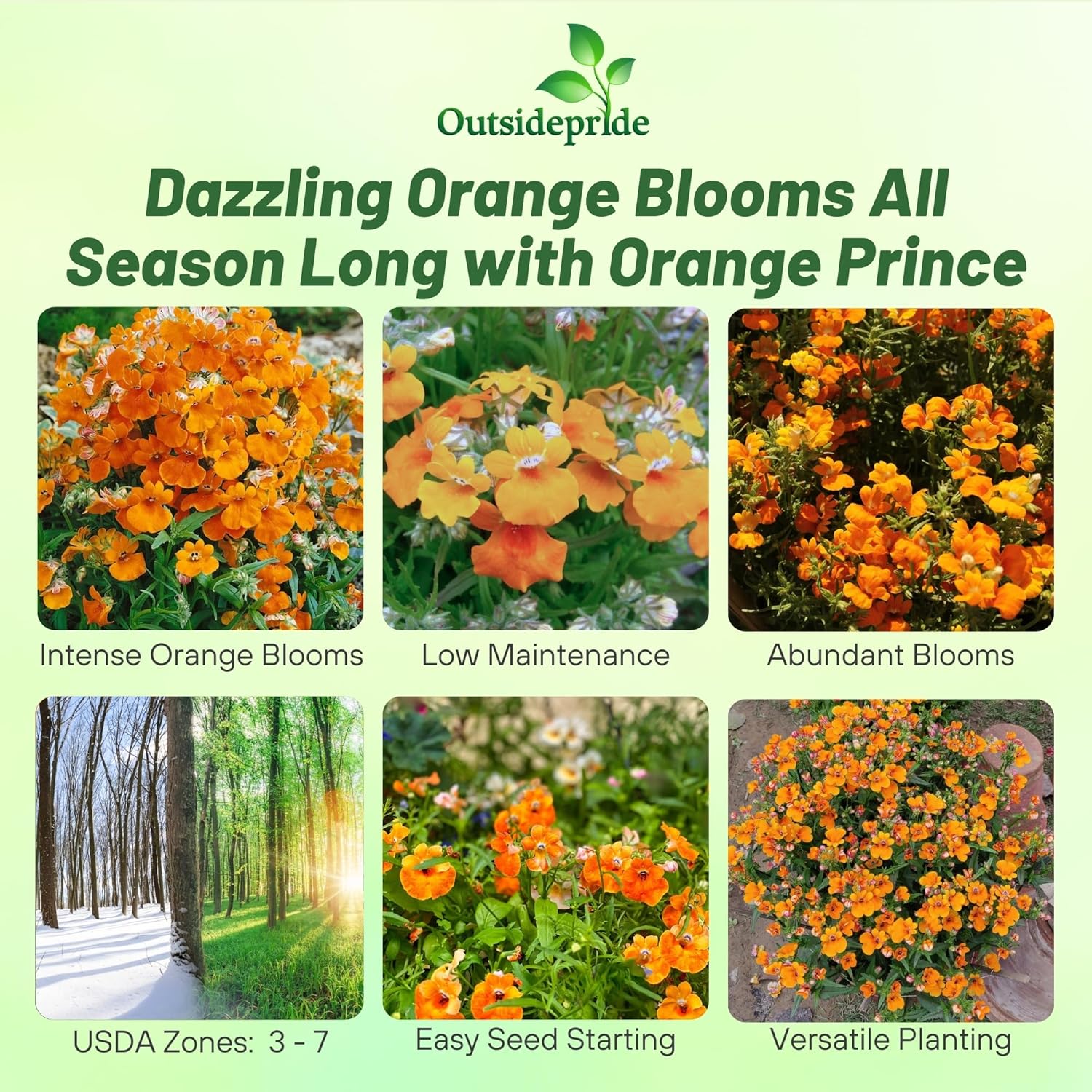 Nemesia Strumosa Orange Prince Flowers