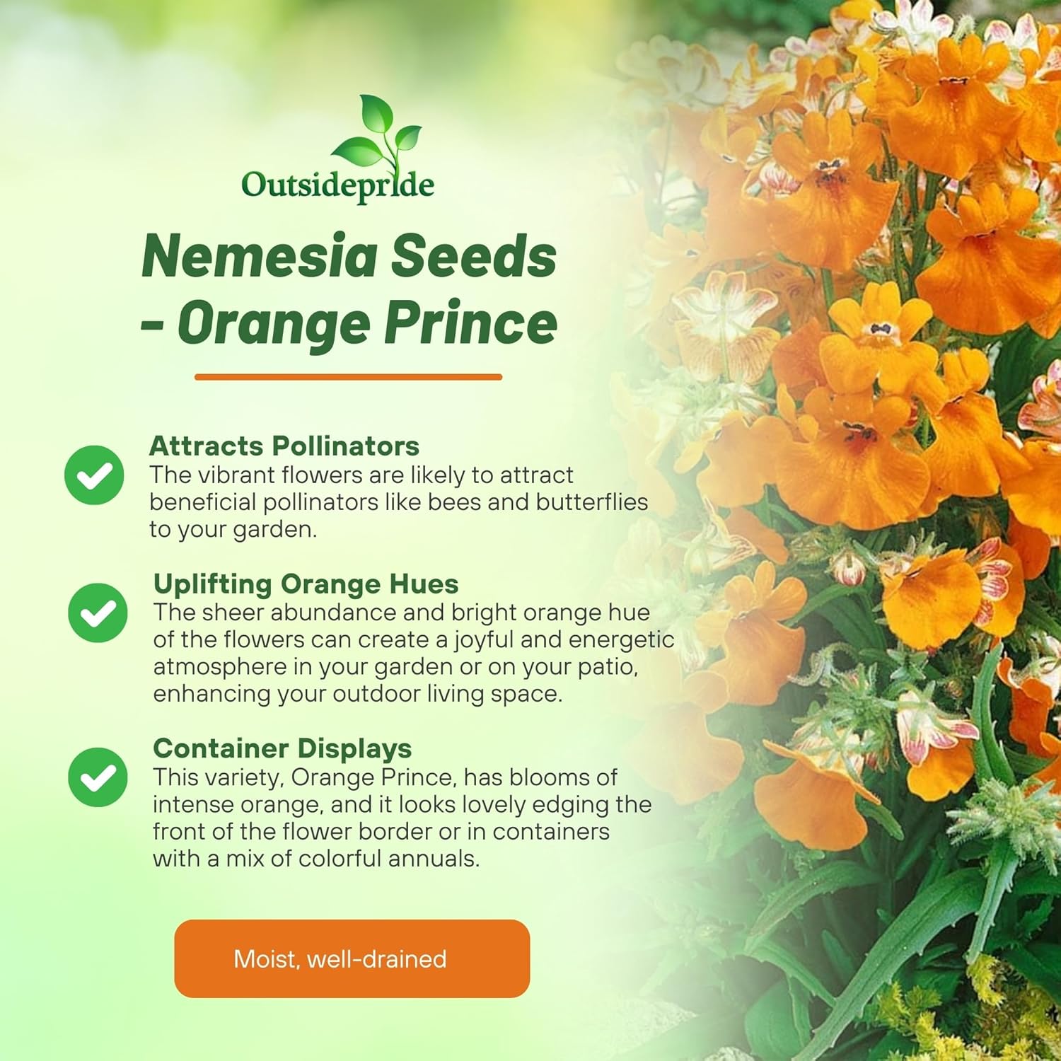 Nemesia Orange Cottage Garden