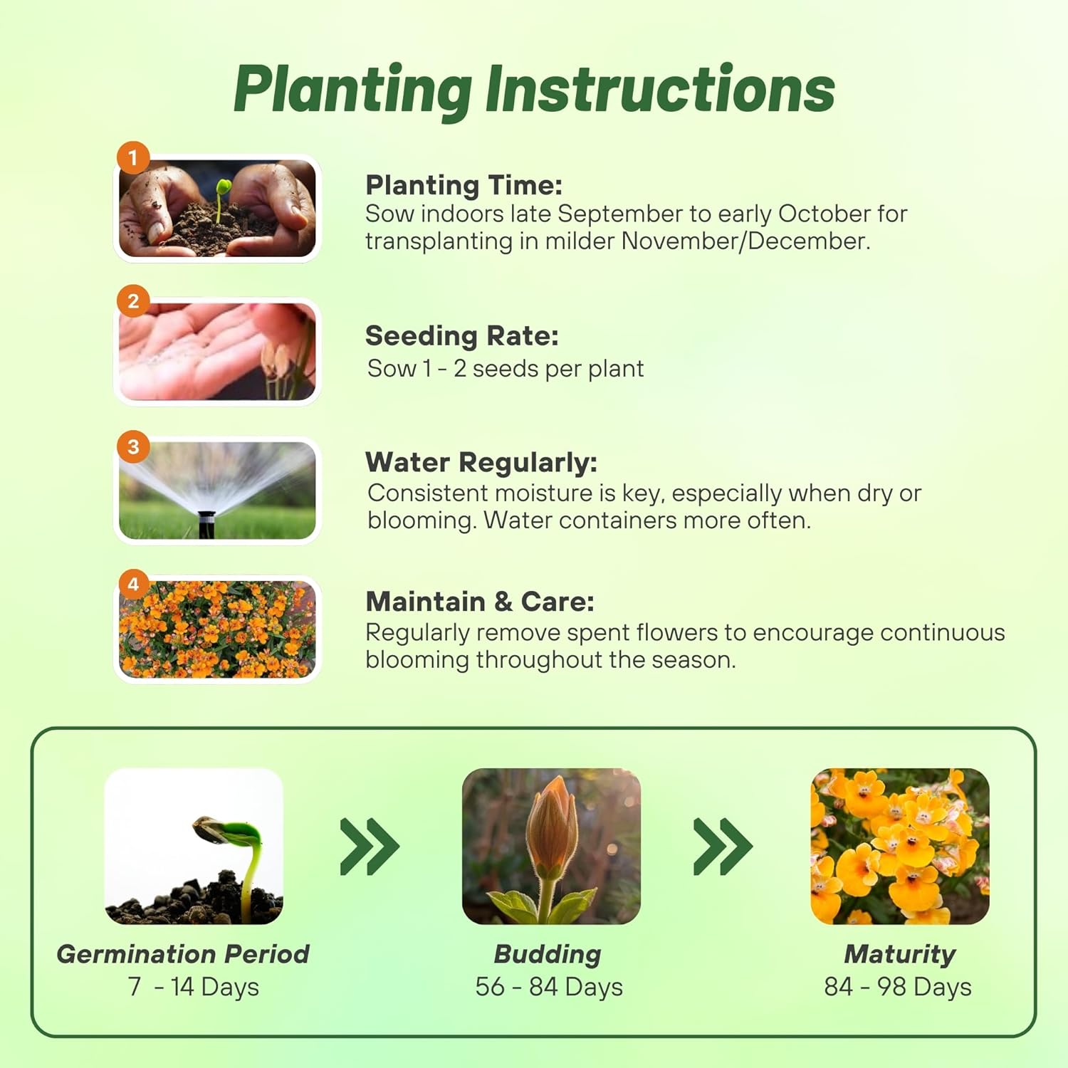 Nemesia Orange Flower Seed Planting Directions