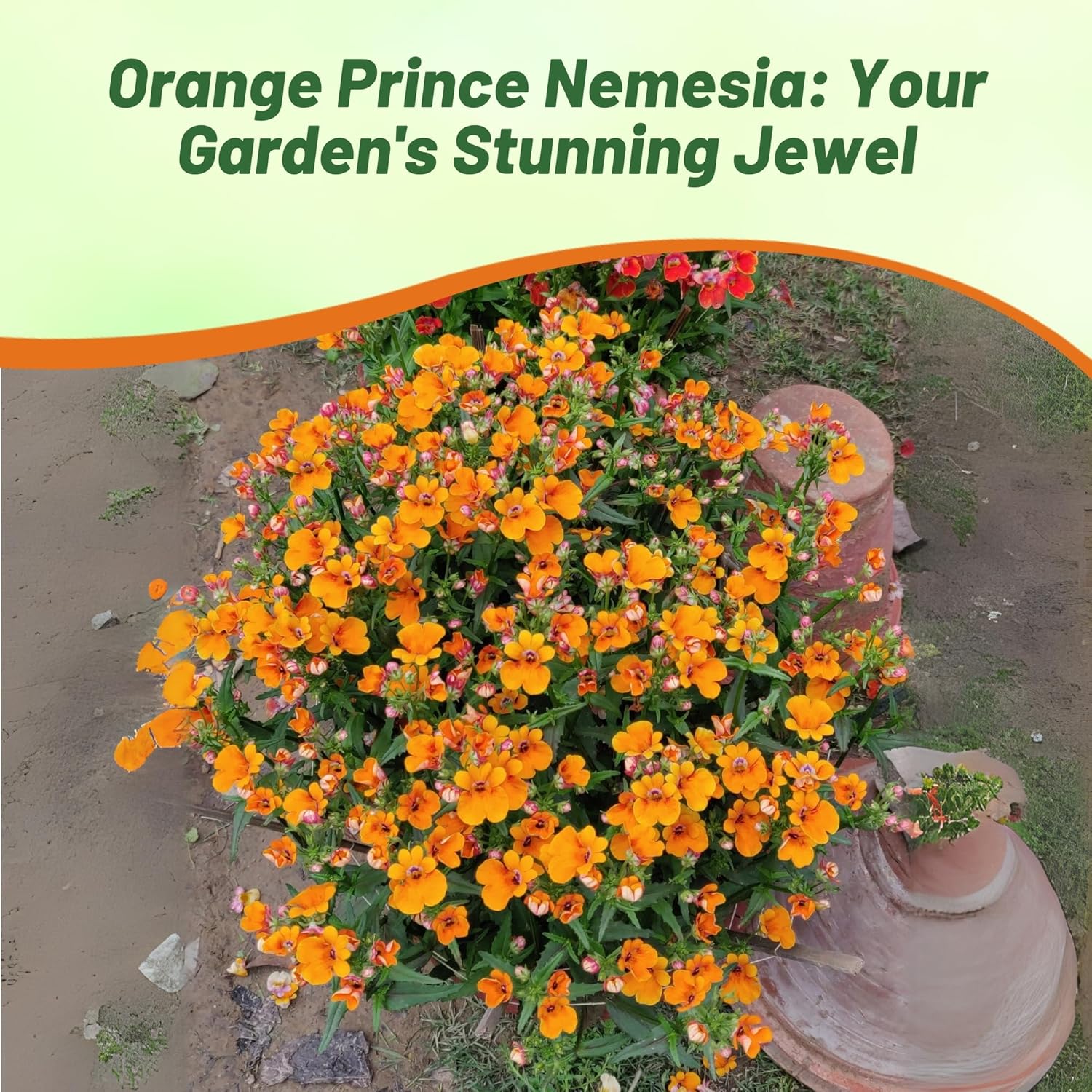 Heat Tolerant Nemesia Orange Flowers
