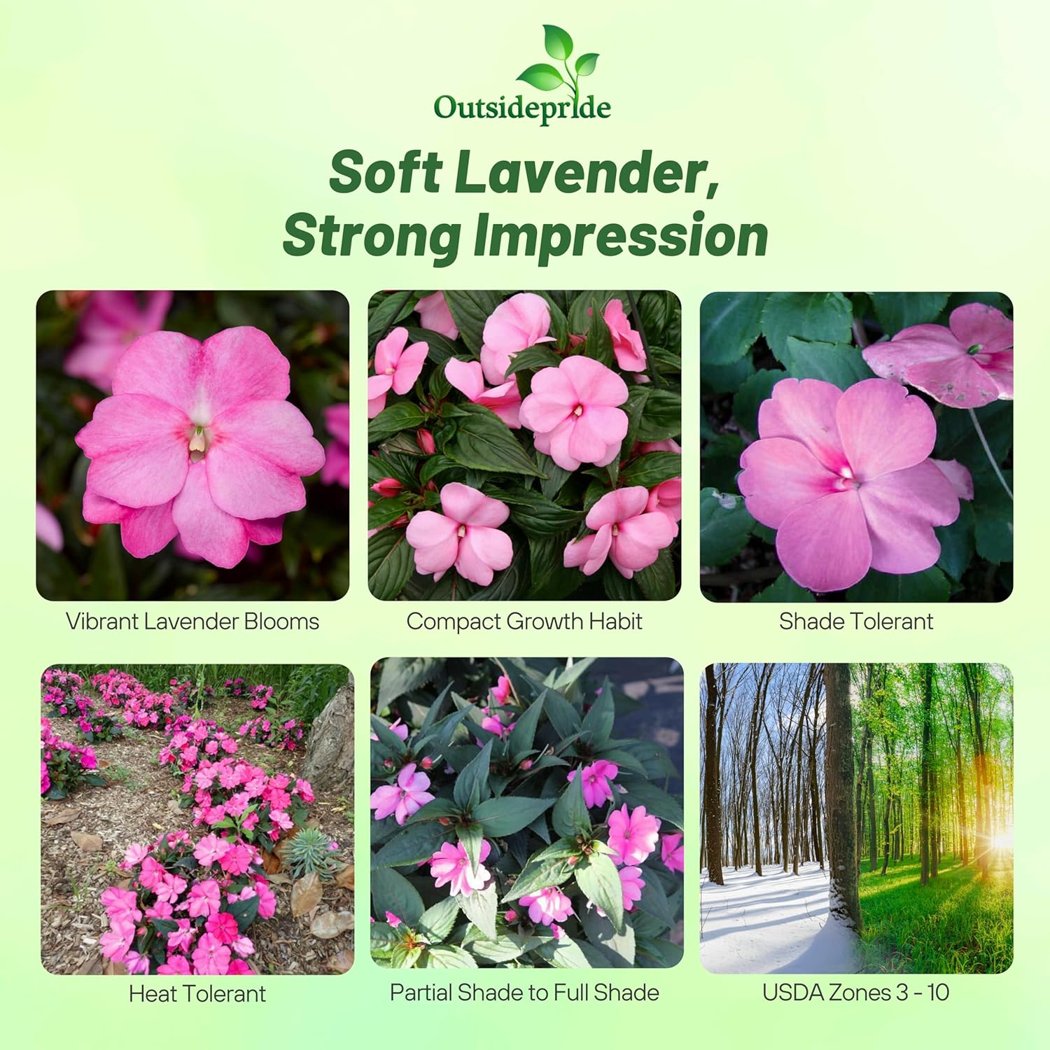 New Guinea Impatiens Lavender Container Plant