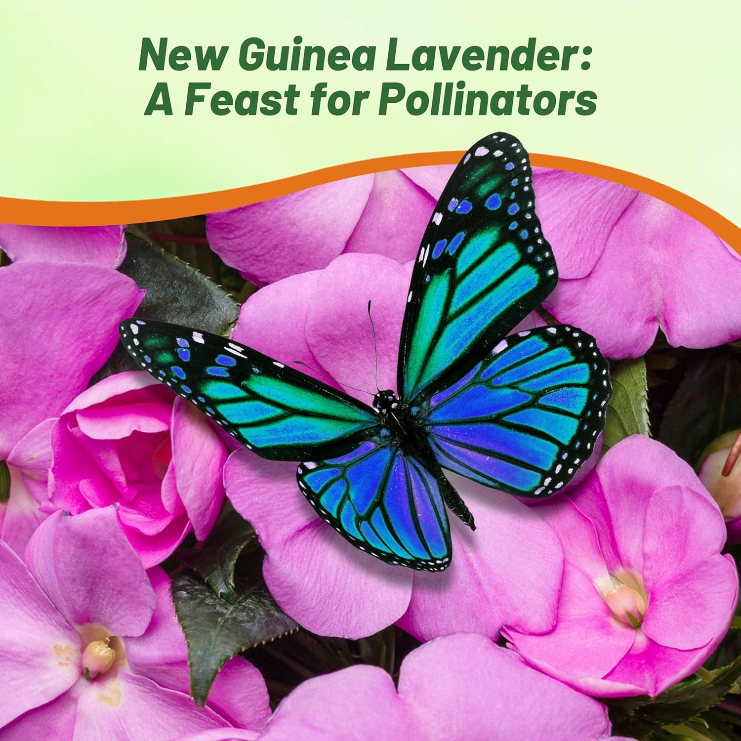 New Guinea Impatiens Lavender Flower Garden