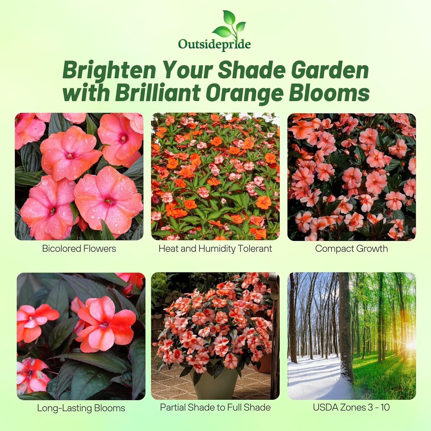 New Guinea Impatiens Orange Sweet Container Plant