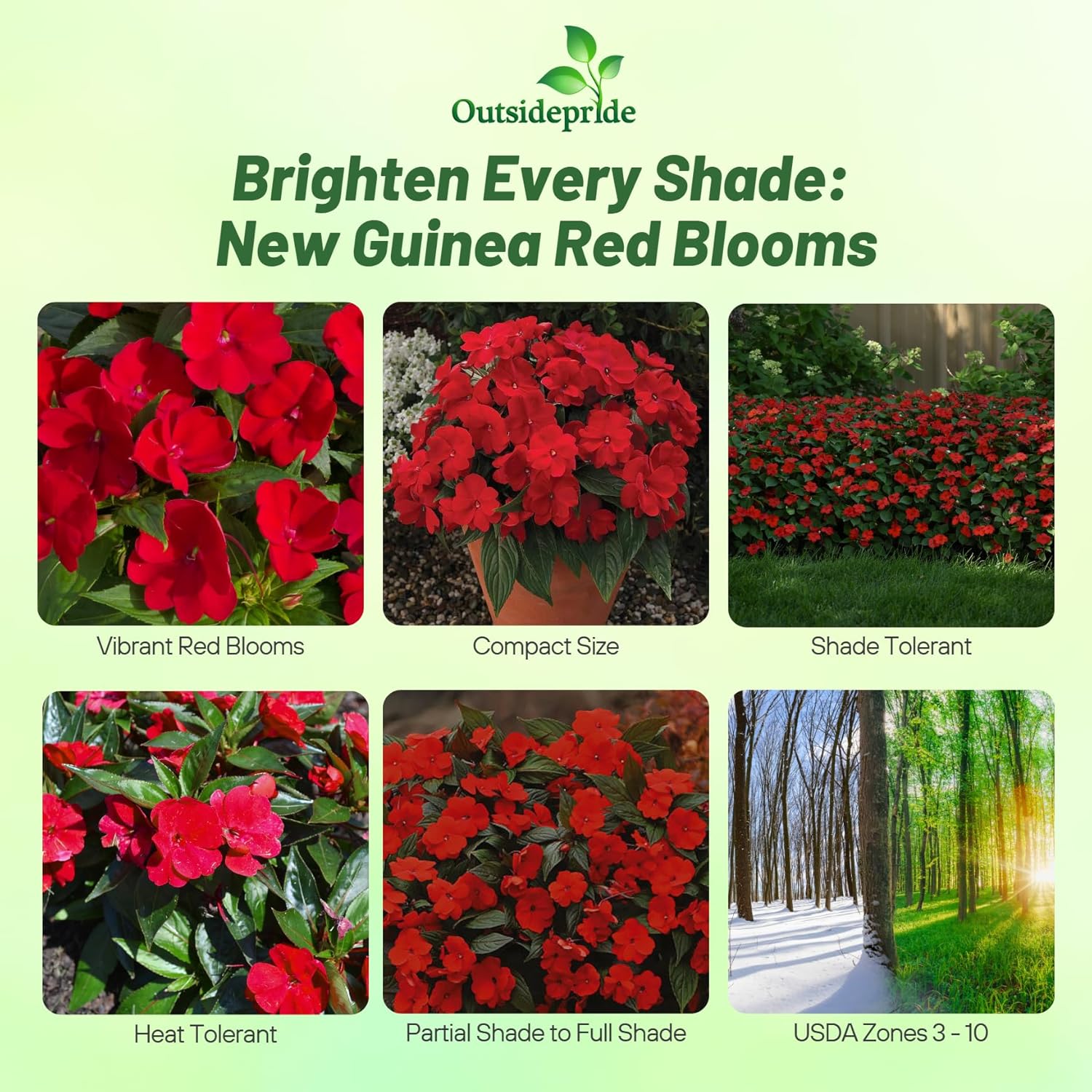 Impatiens Hawkeri Florific Red