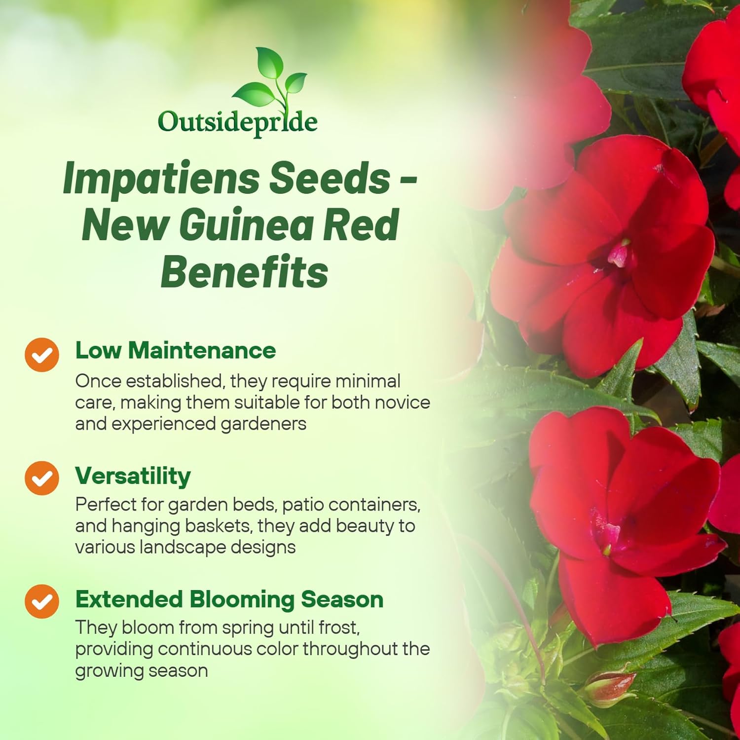 New Guinea Impatiens Red Container Plants