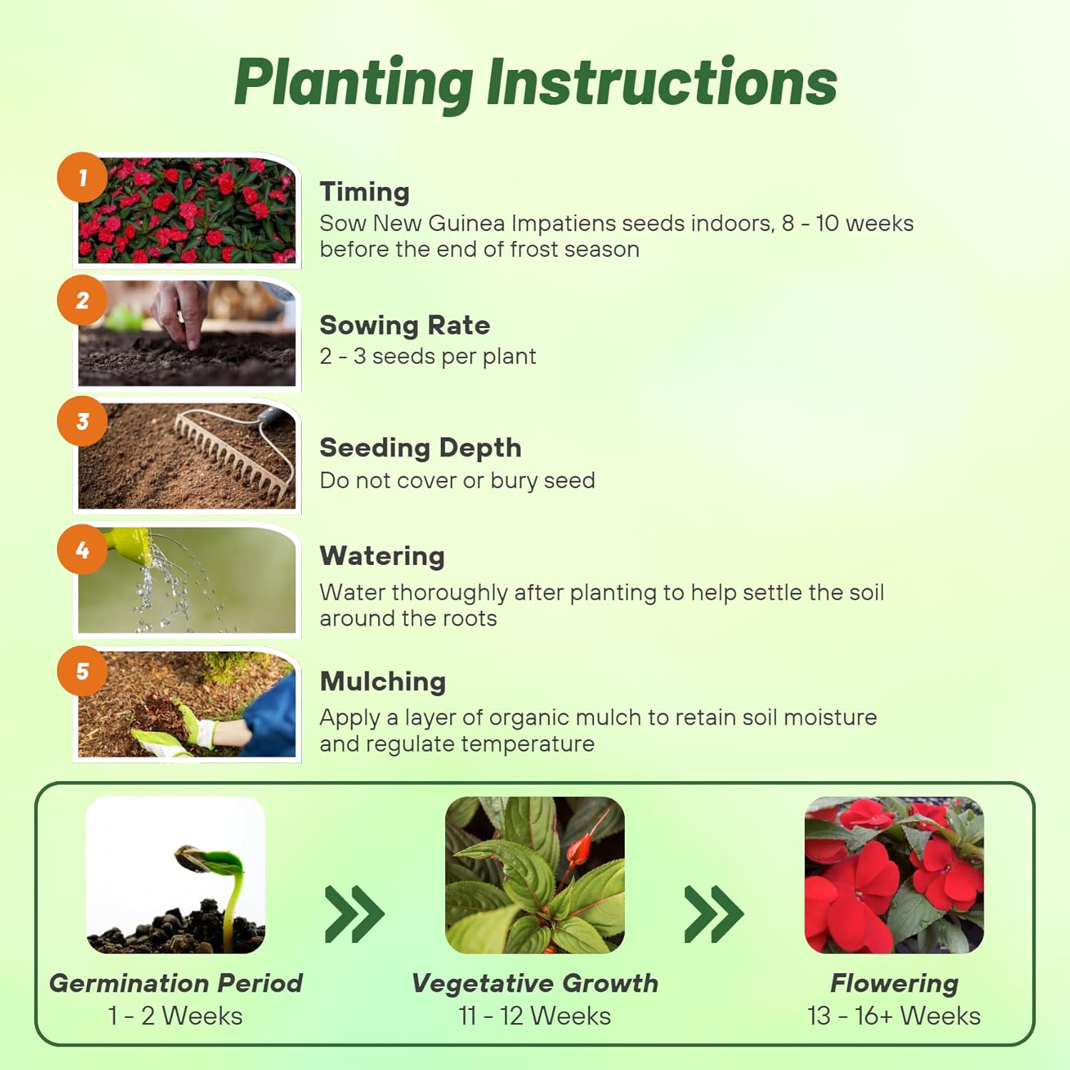 Impatiens New Guinea Impatiens Red Planting Directions