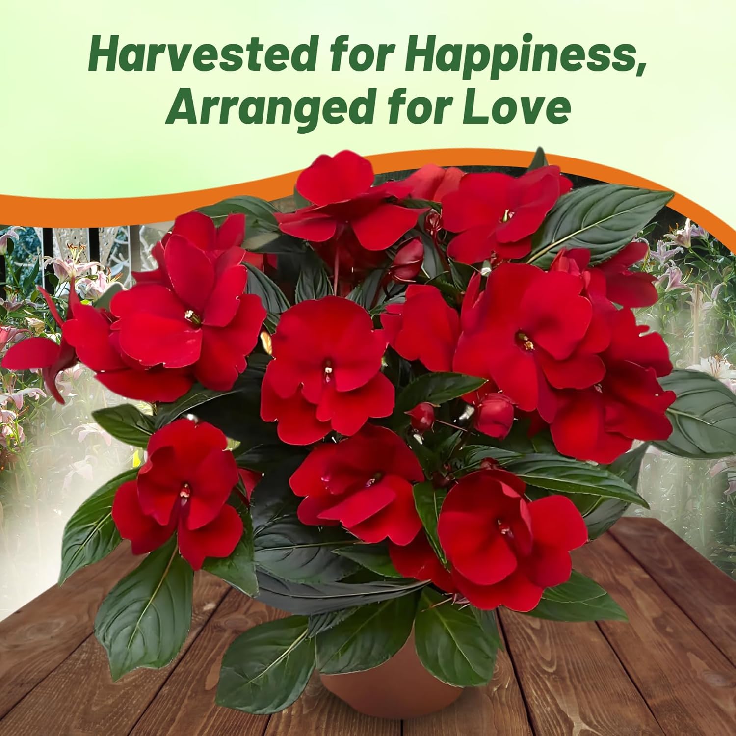 New Guinea Impatiens Red Flowers