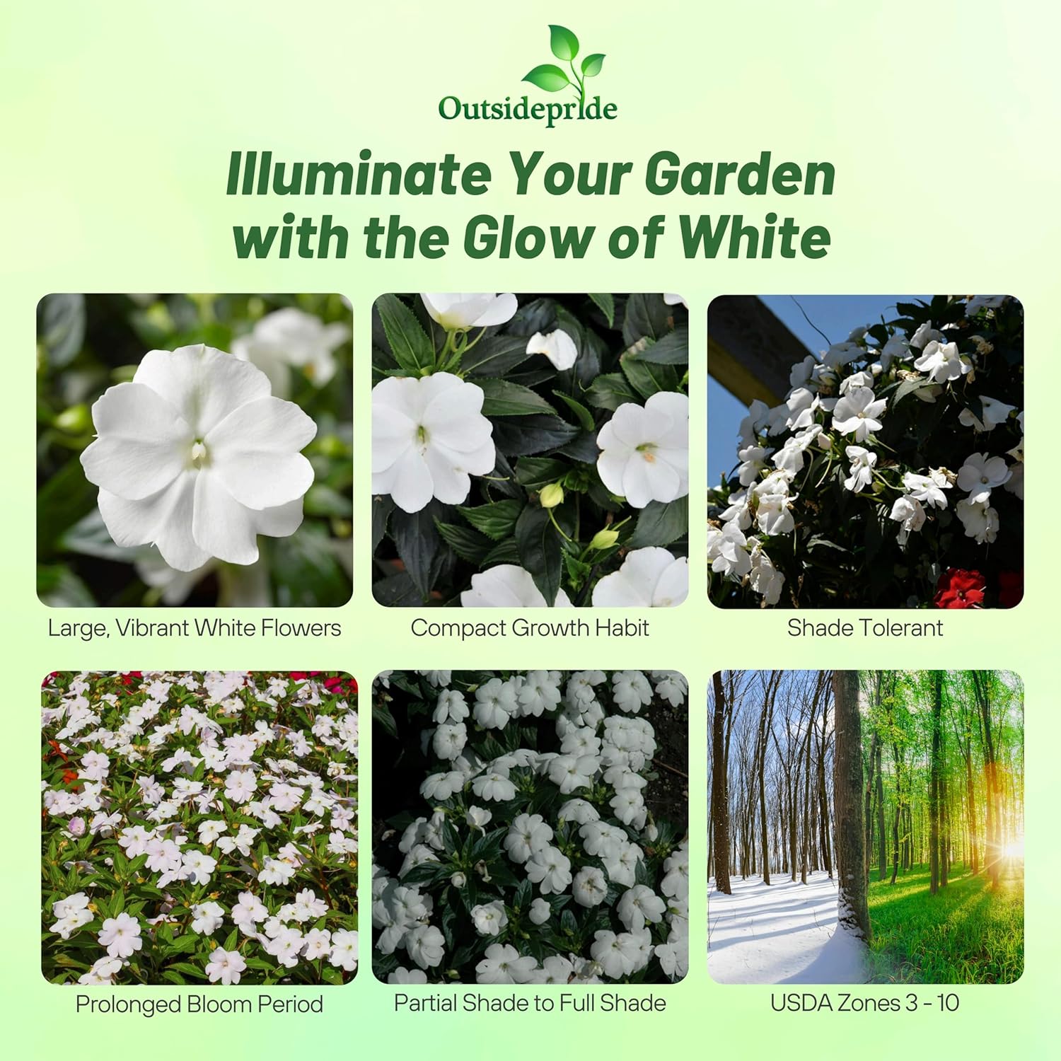 New Guinea Impatiens White Garden Flowers