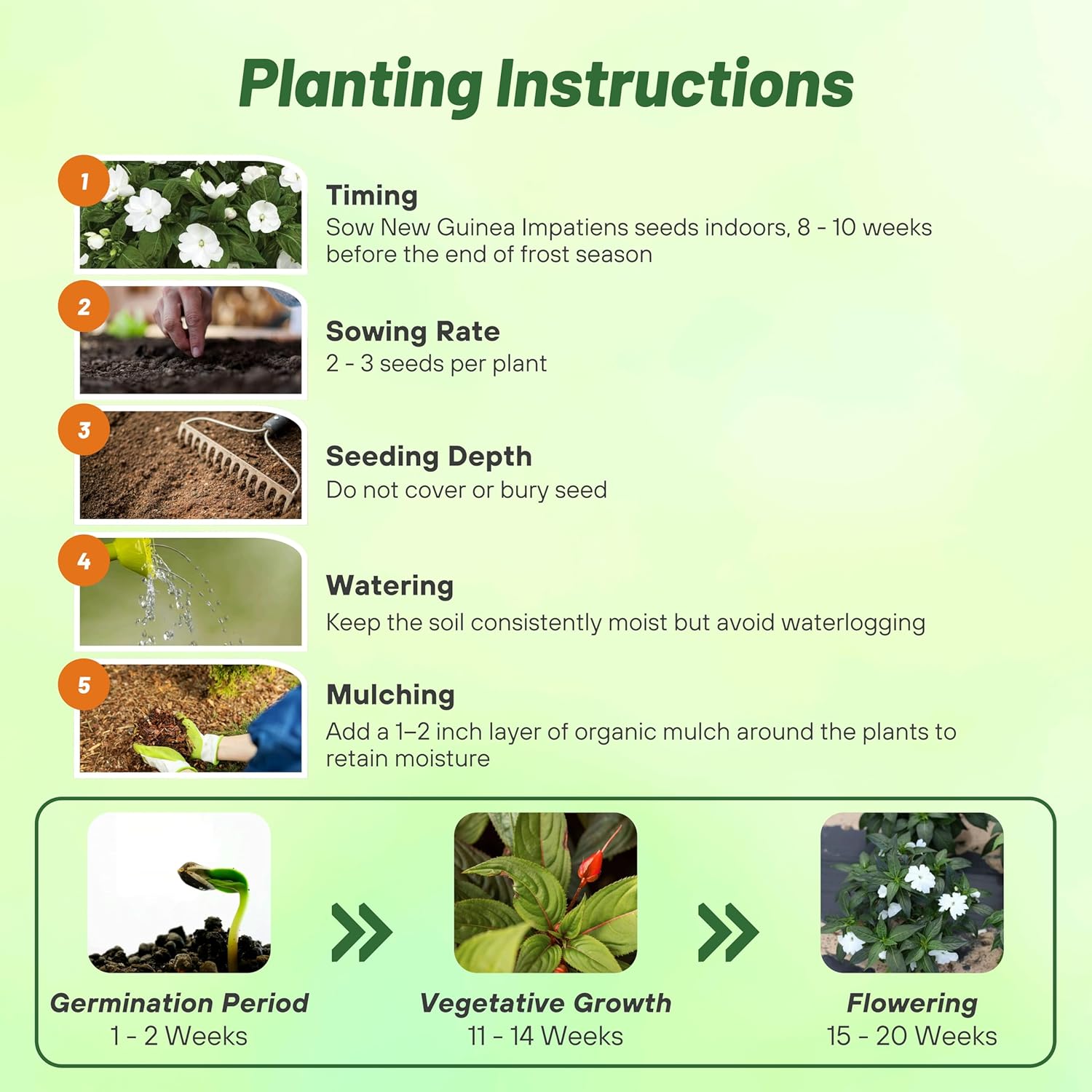 New Guinea Impatiens White Planting Directions