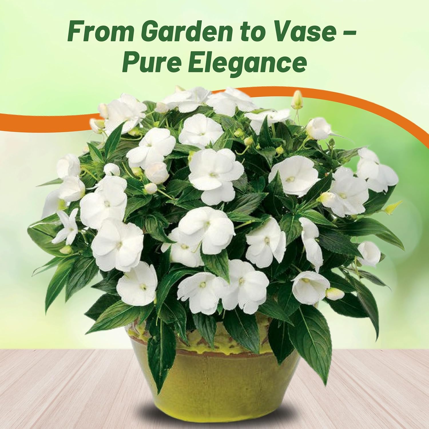 New Guinea Impatiens White Container Plants