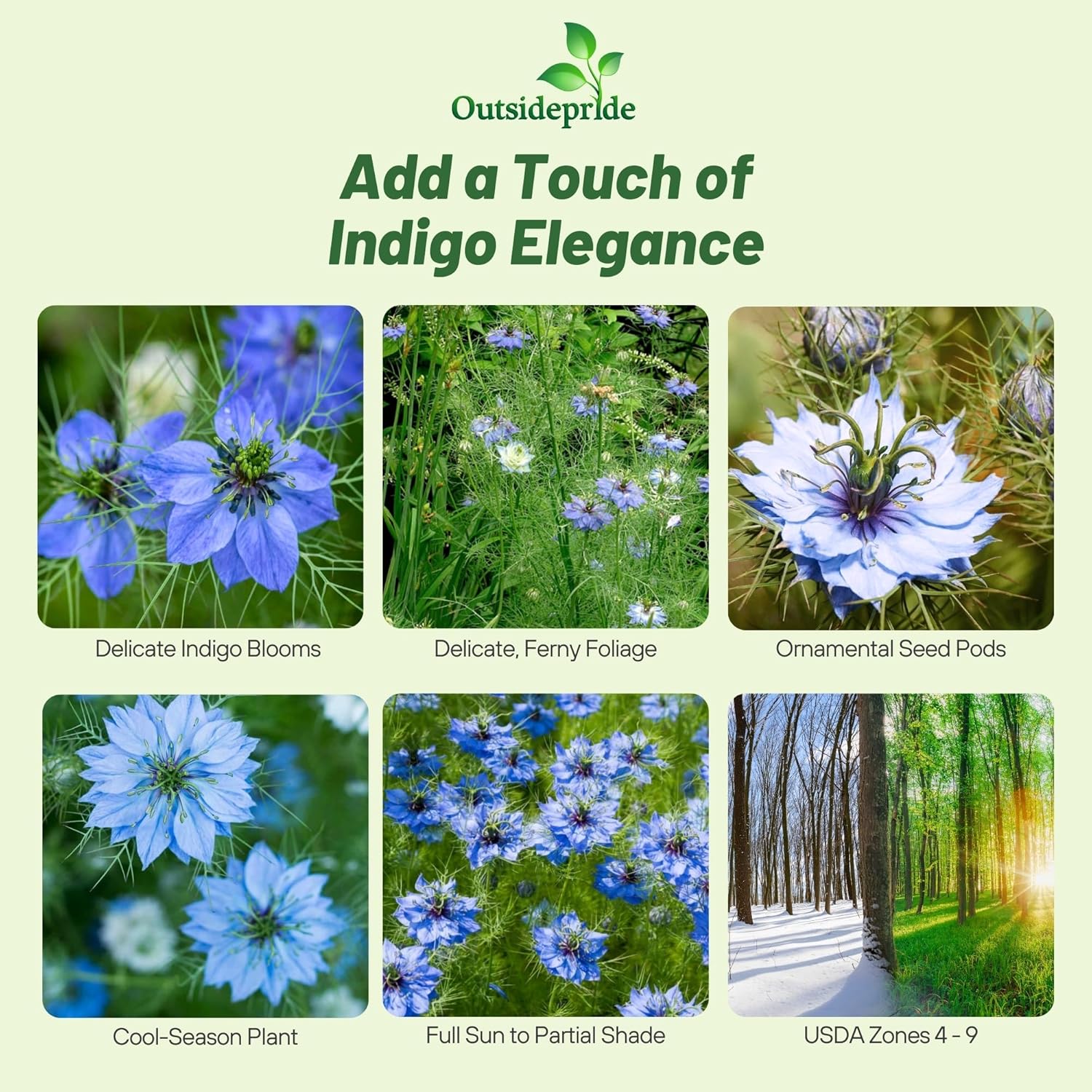 Nigella Indigo Garden Flowers