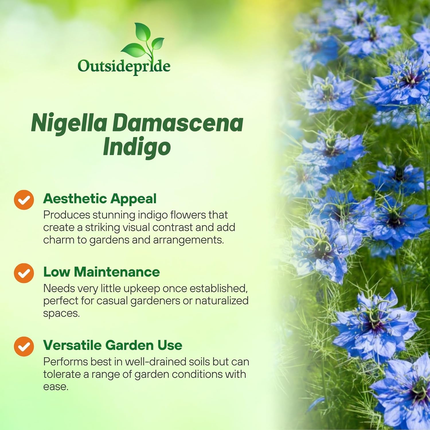 Nigella Damascena Jewels Indigo