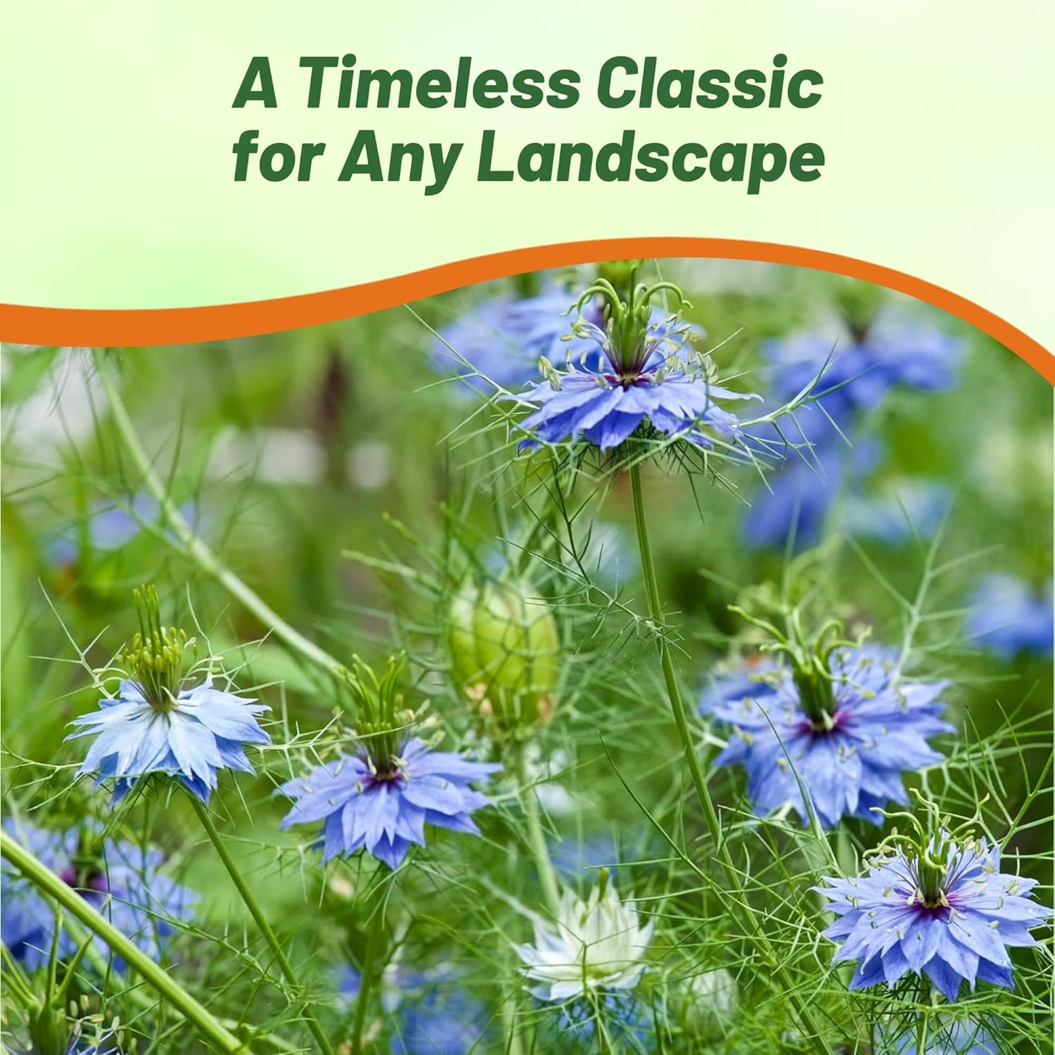 Love-in-a-mist Indigo Cut Flowers