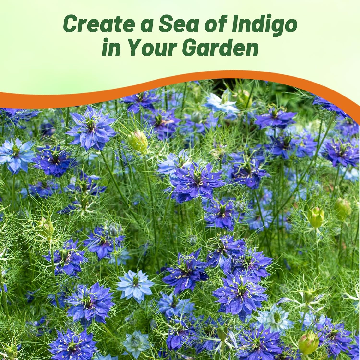 Love-in-a-mist Blue Garden Flowers