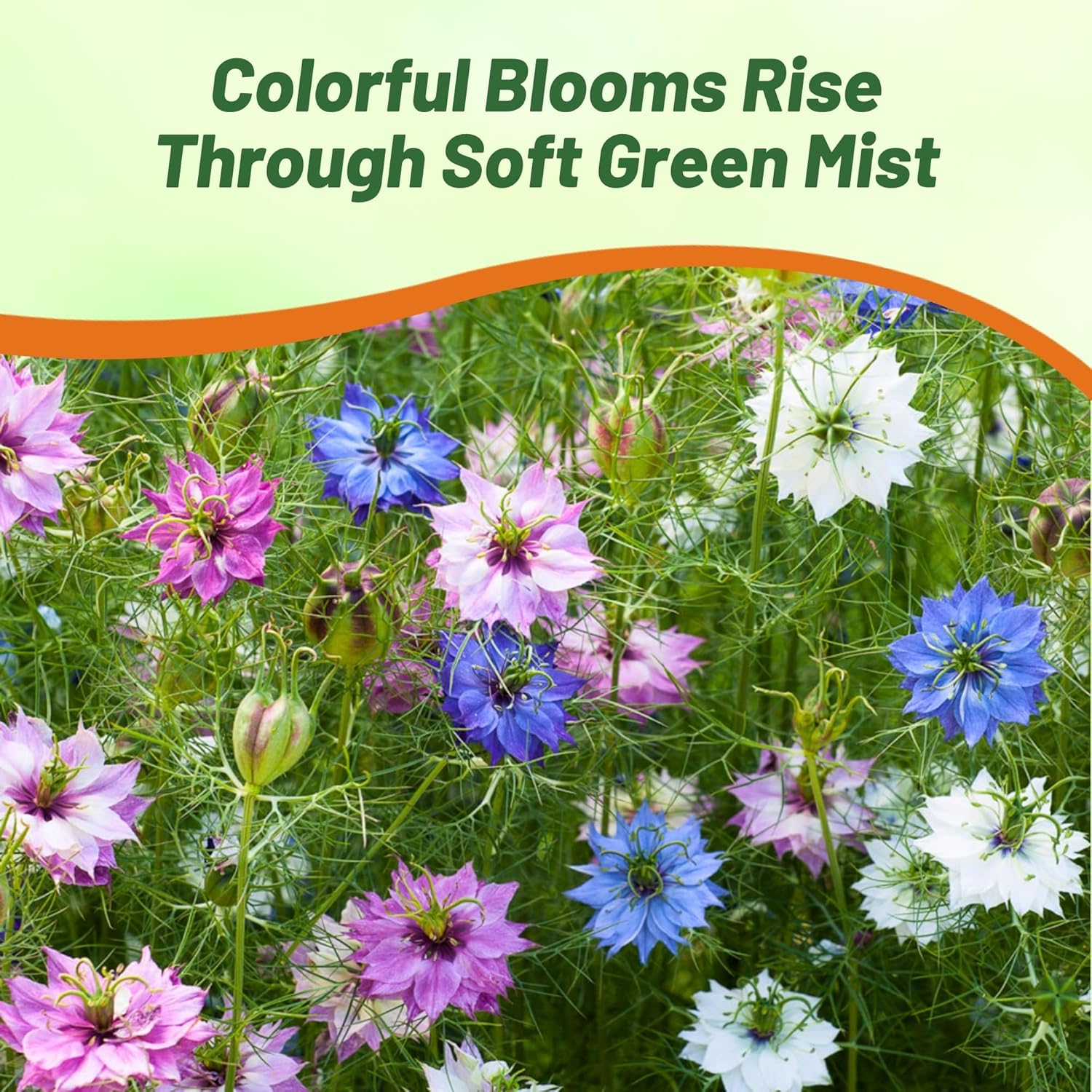 Love-In-A-Mist Flower Mix Pods